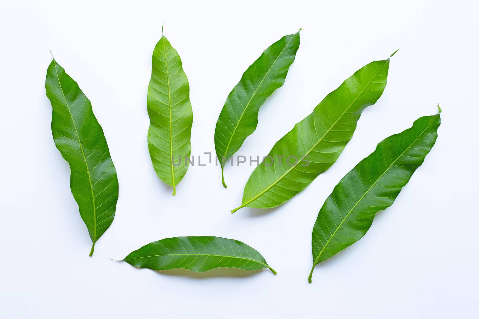Mango leaves on white background. Top view