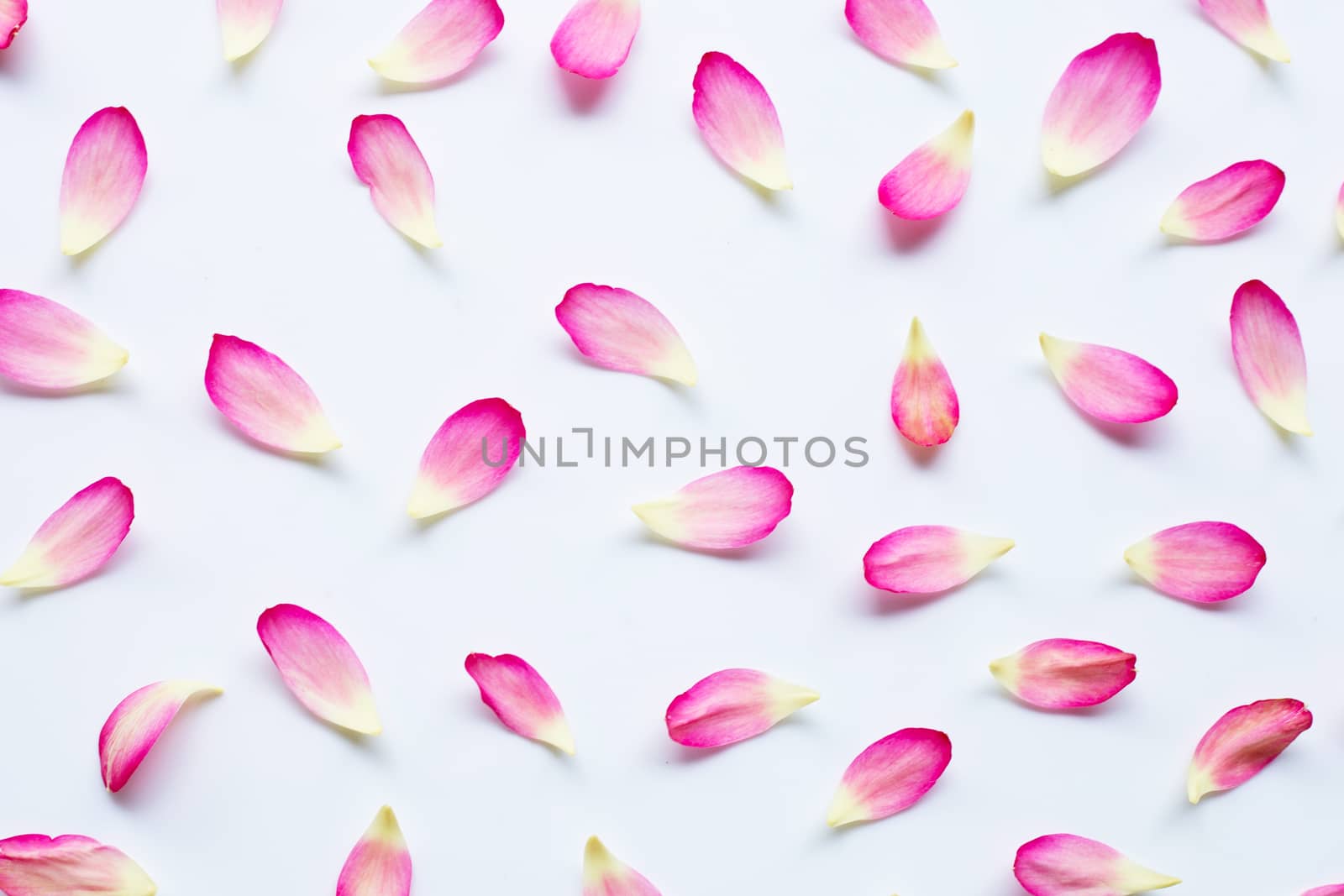 Lotus petals on white background.