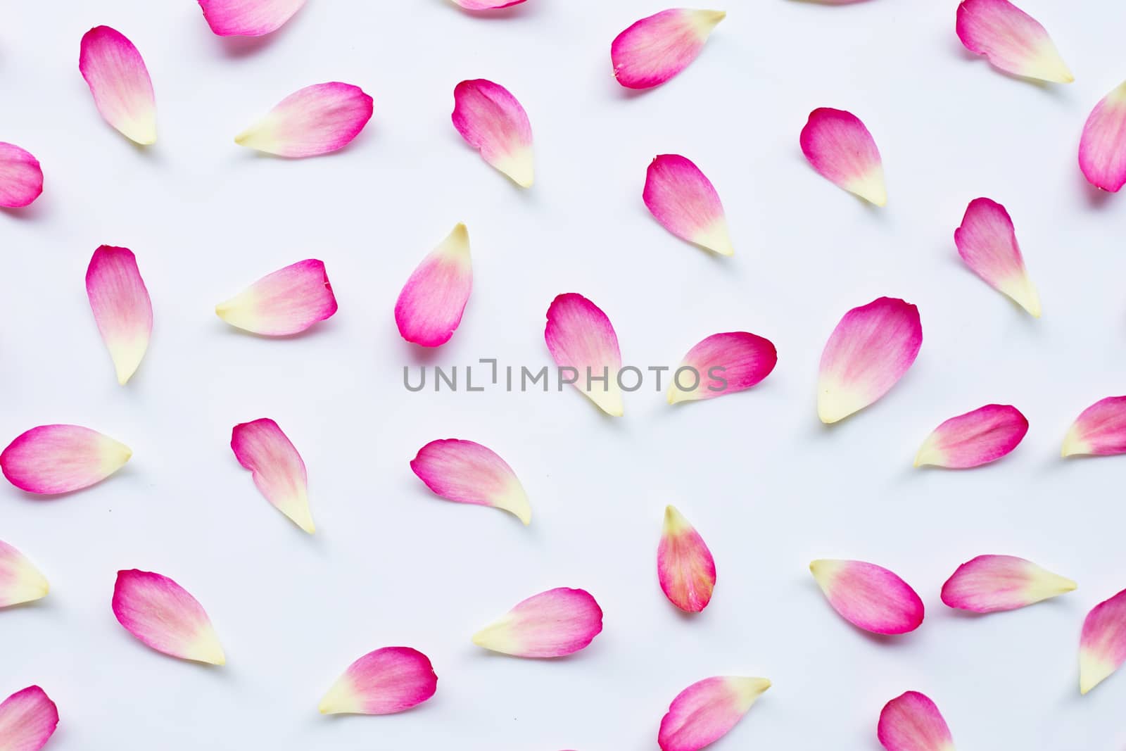 Lotus petals on white background.