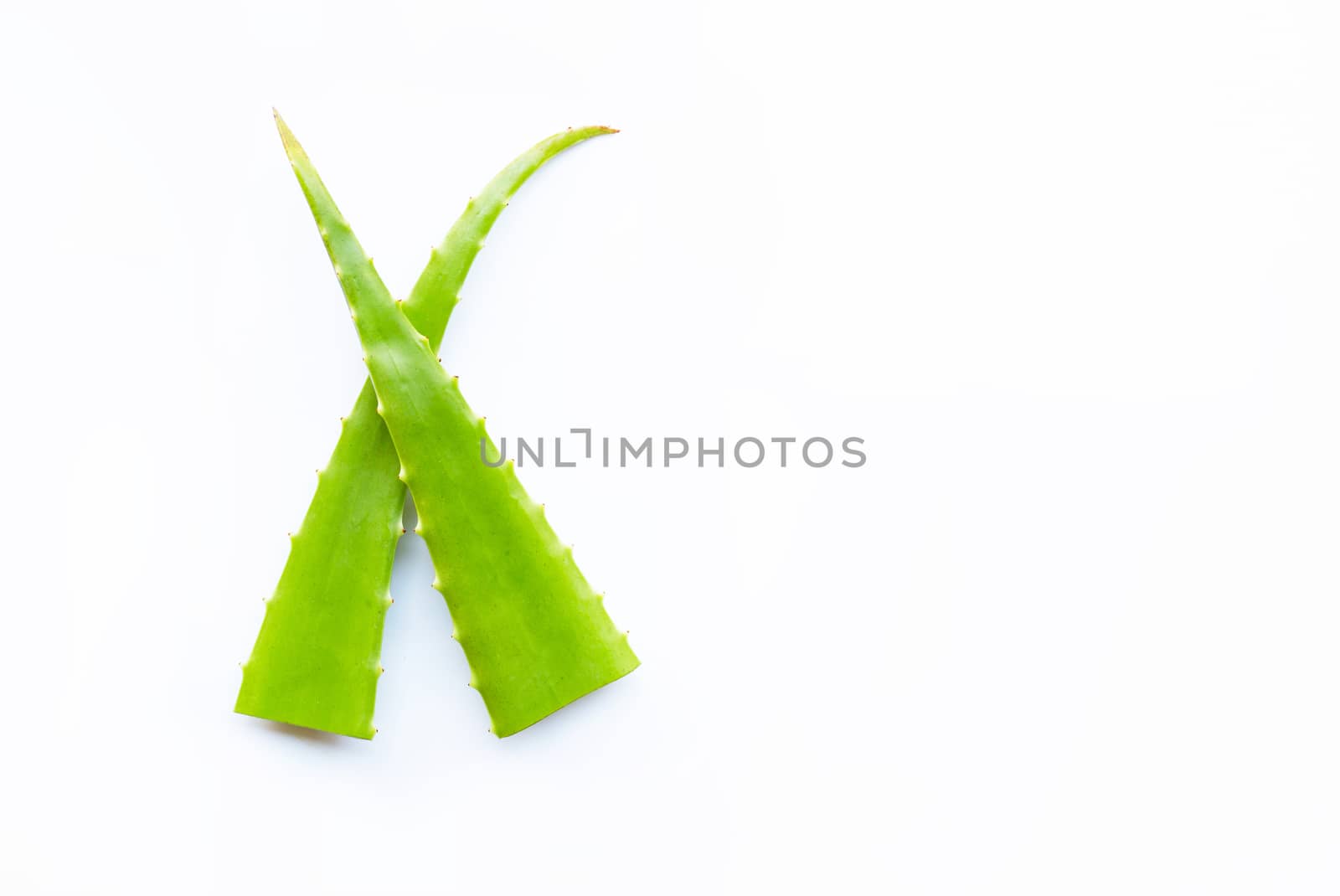 Aloe vera  leaves on white background. Copy space