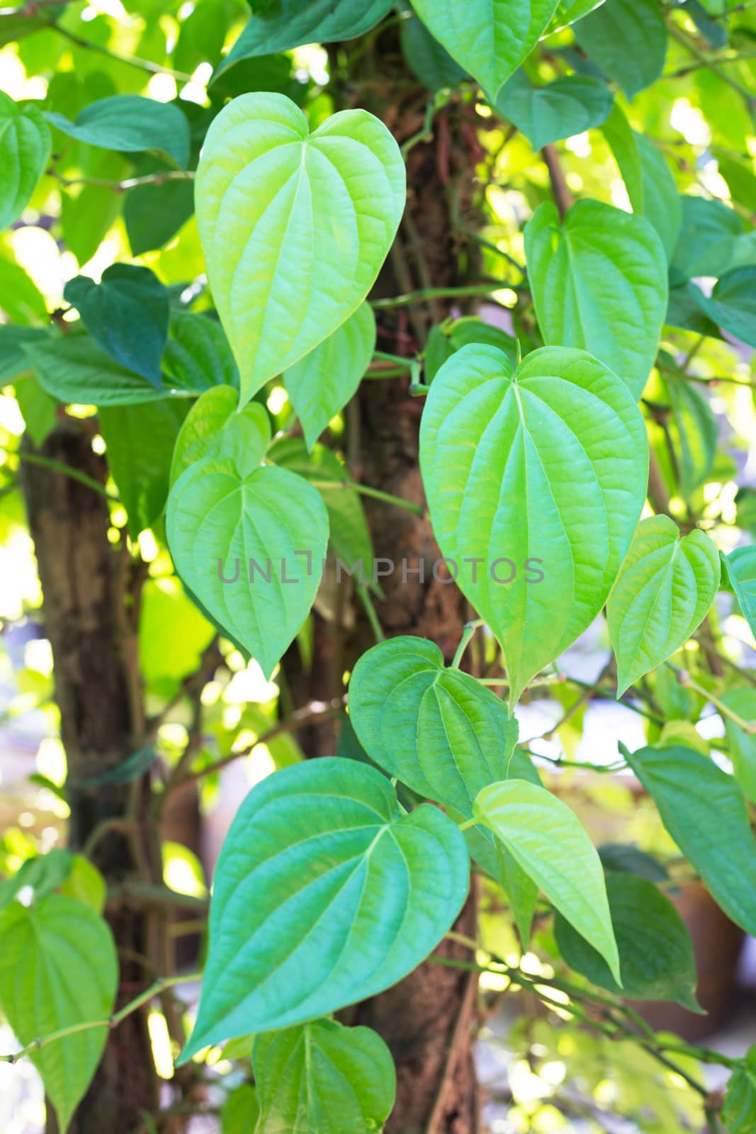 betel leaf, Fresh piper betle by Bowonpat