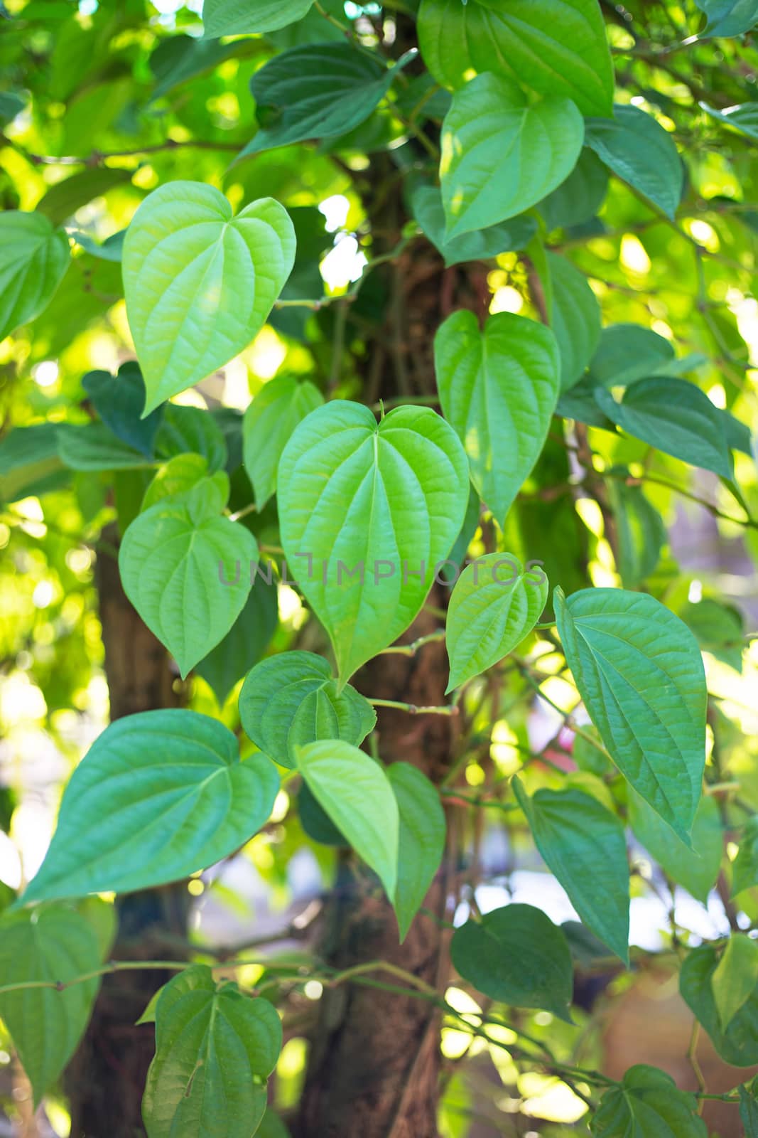betel leaf, Fresh piper betle by Bowonpat