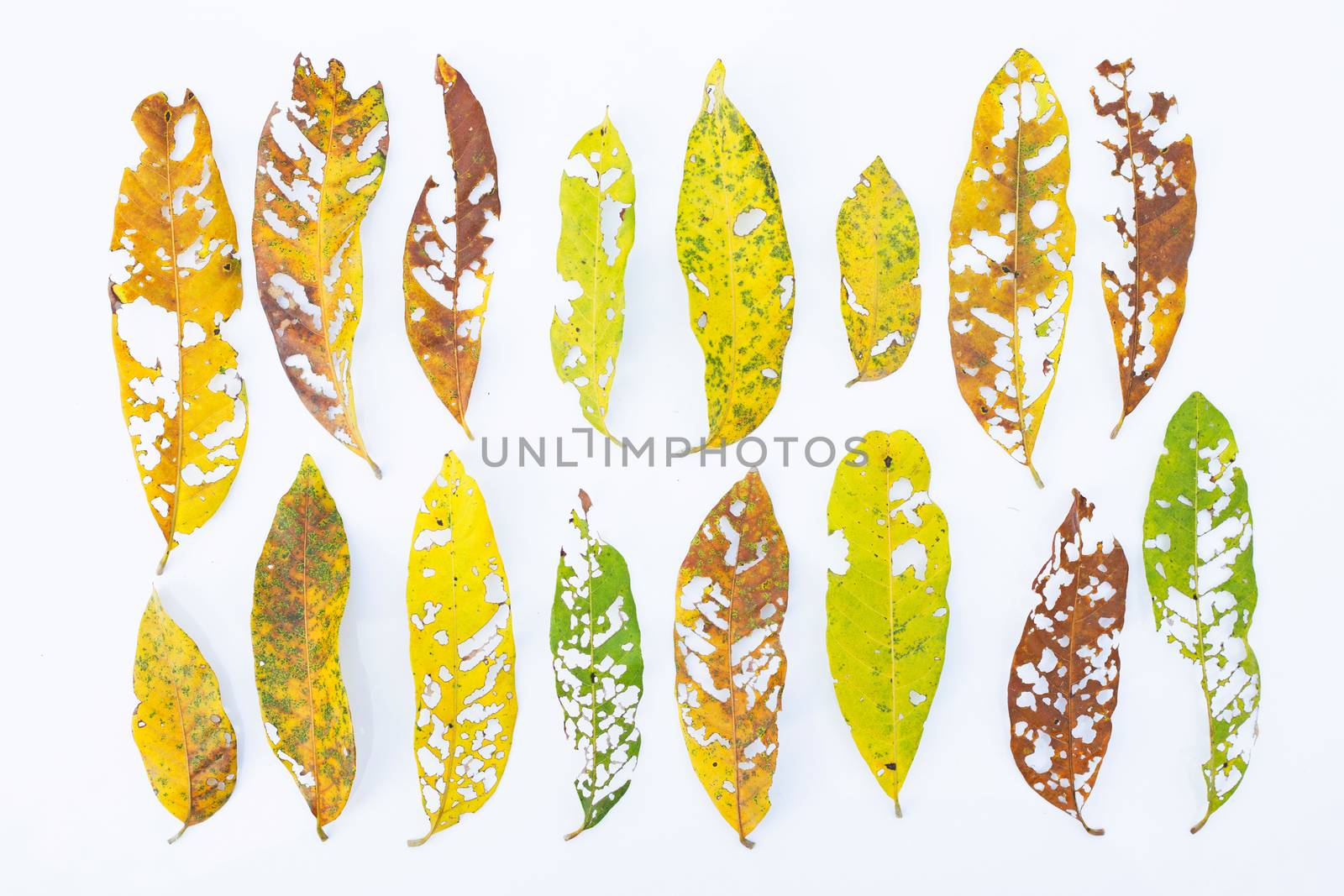 Dry Leaves with holes, eaten by pests on white background