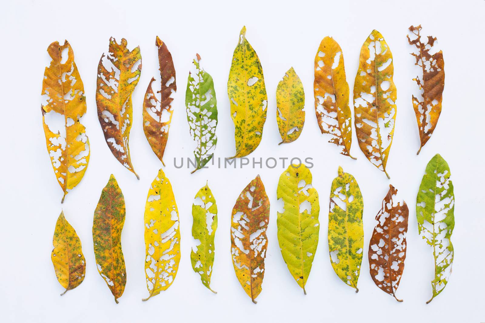 Dry Leaves with holes, eaten by pests on white background