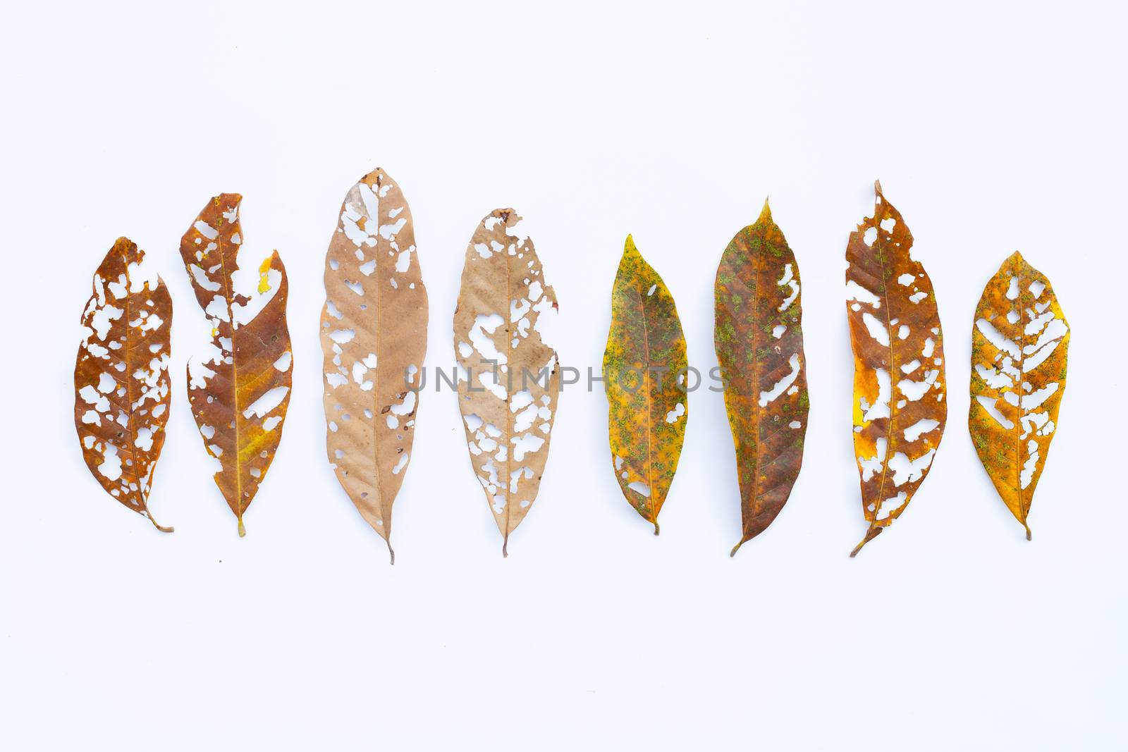 Dry Leaves with holes, eaten by pests on white background