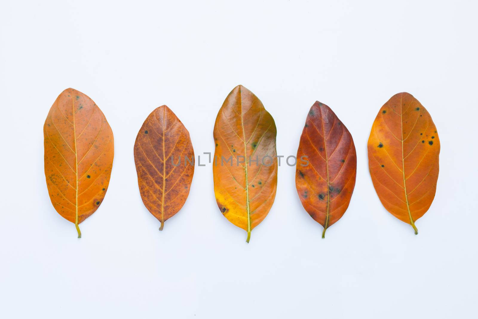 Jackfruit leaves  on white background