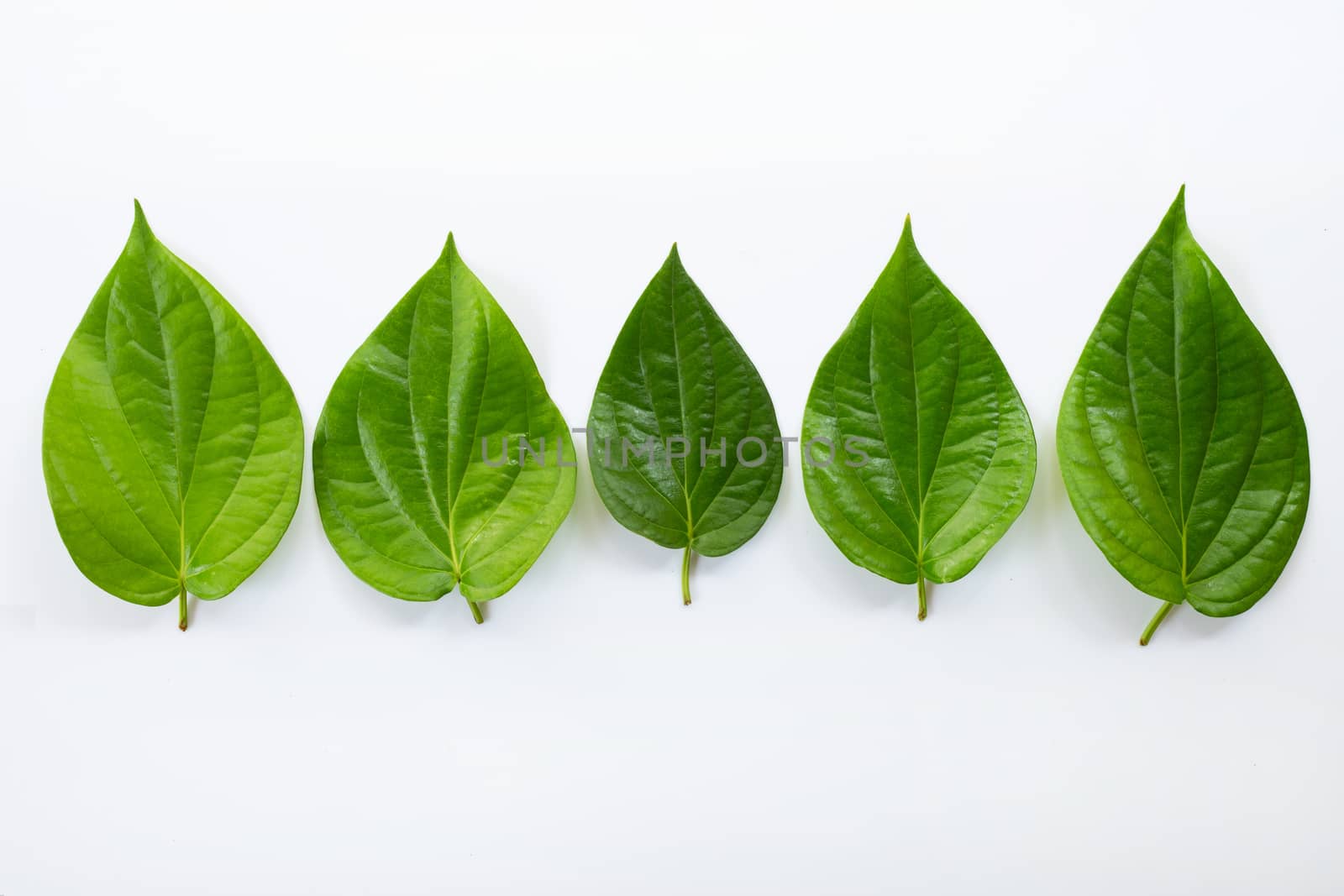 Green betel leaves, Fresh piper betle on white background.