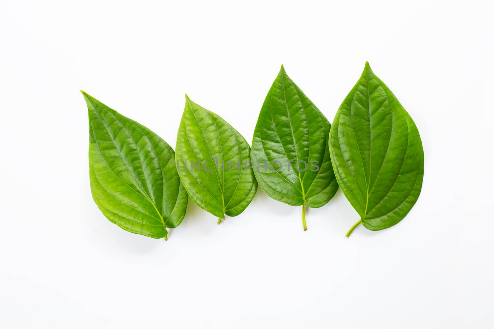Green betel leaves, Fresh piper betle on white background.