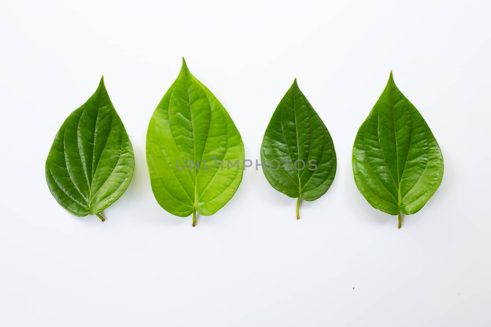 Green betel leaves, Fresh piper betle on white background.