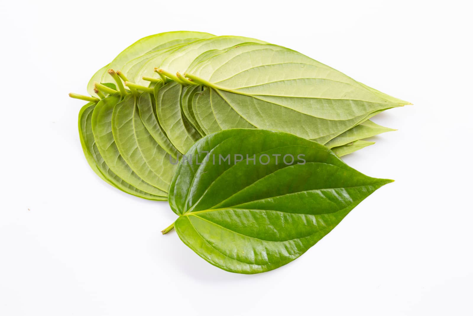 Green betel leaves, Fresh piper betle on white background.