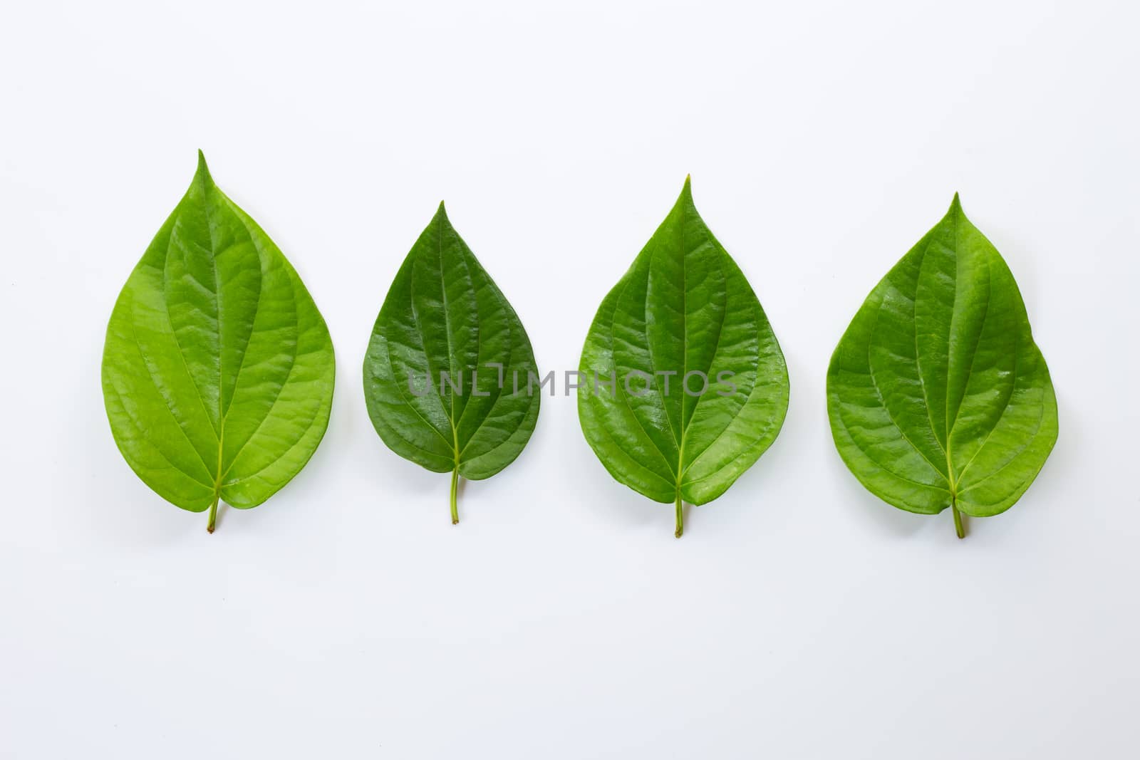 Green betel leaves, Fresh piper betle on white background.