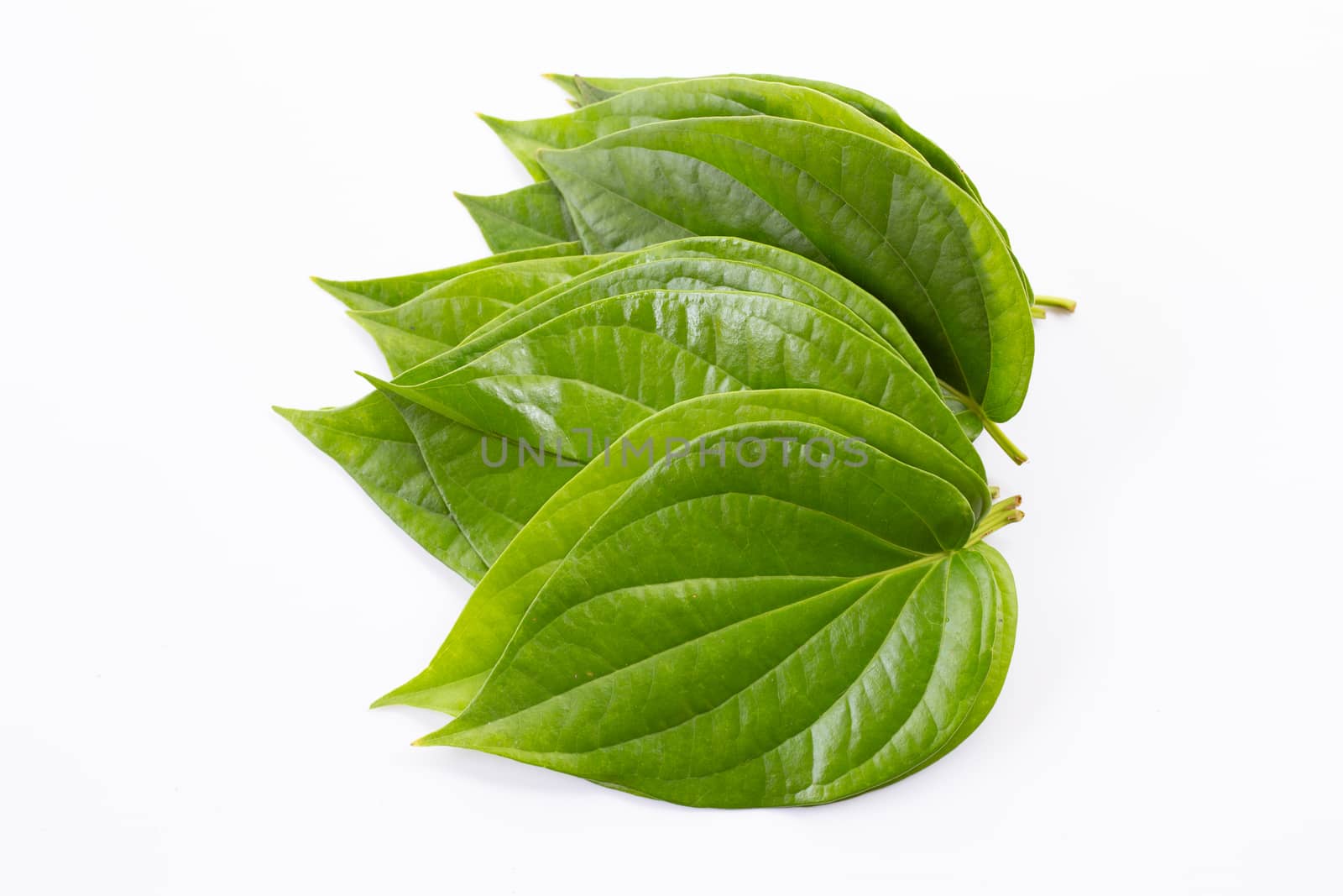 Green betel leaves, Fresh piper betle on white background.