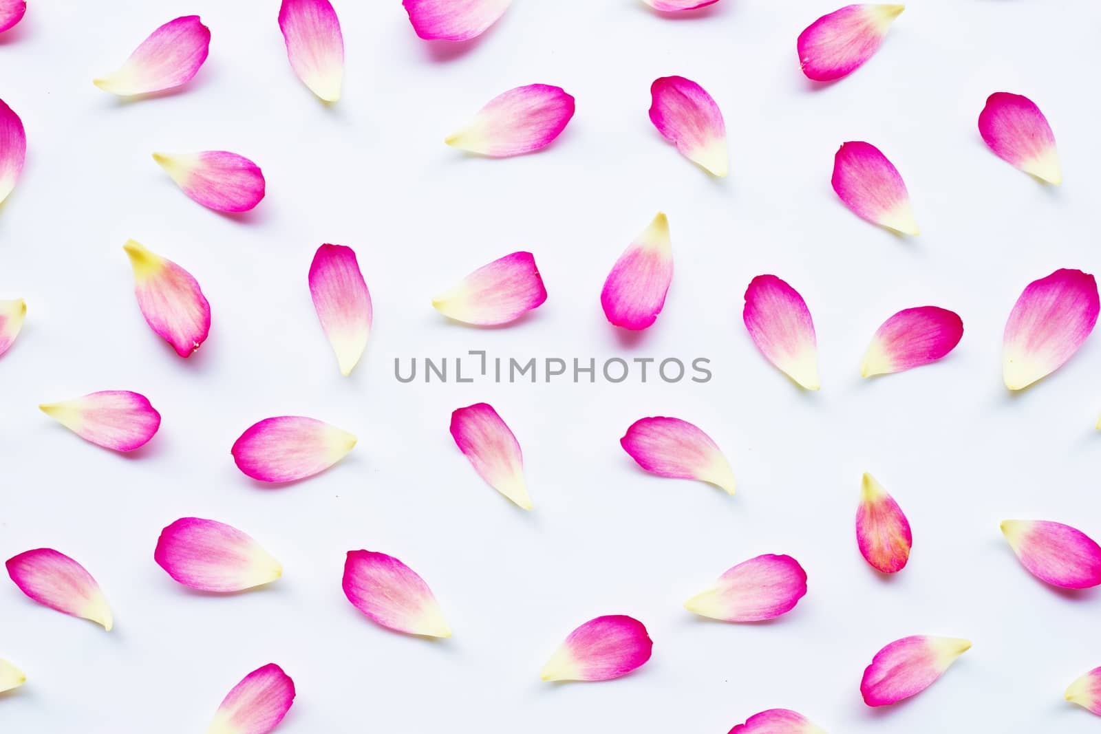 Lotus petals on white background.