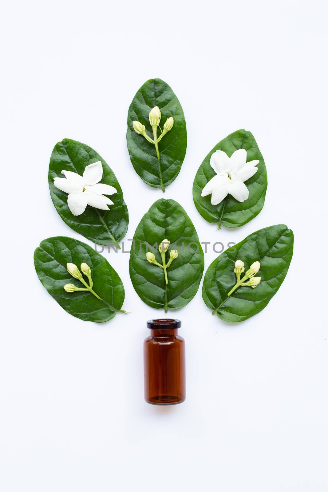 Bottle of essential oil with jasmine flower and leaves on white background.