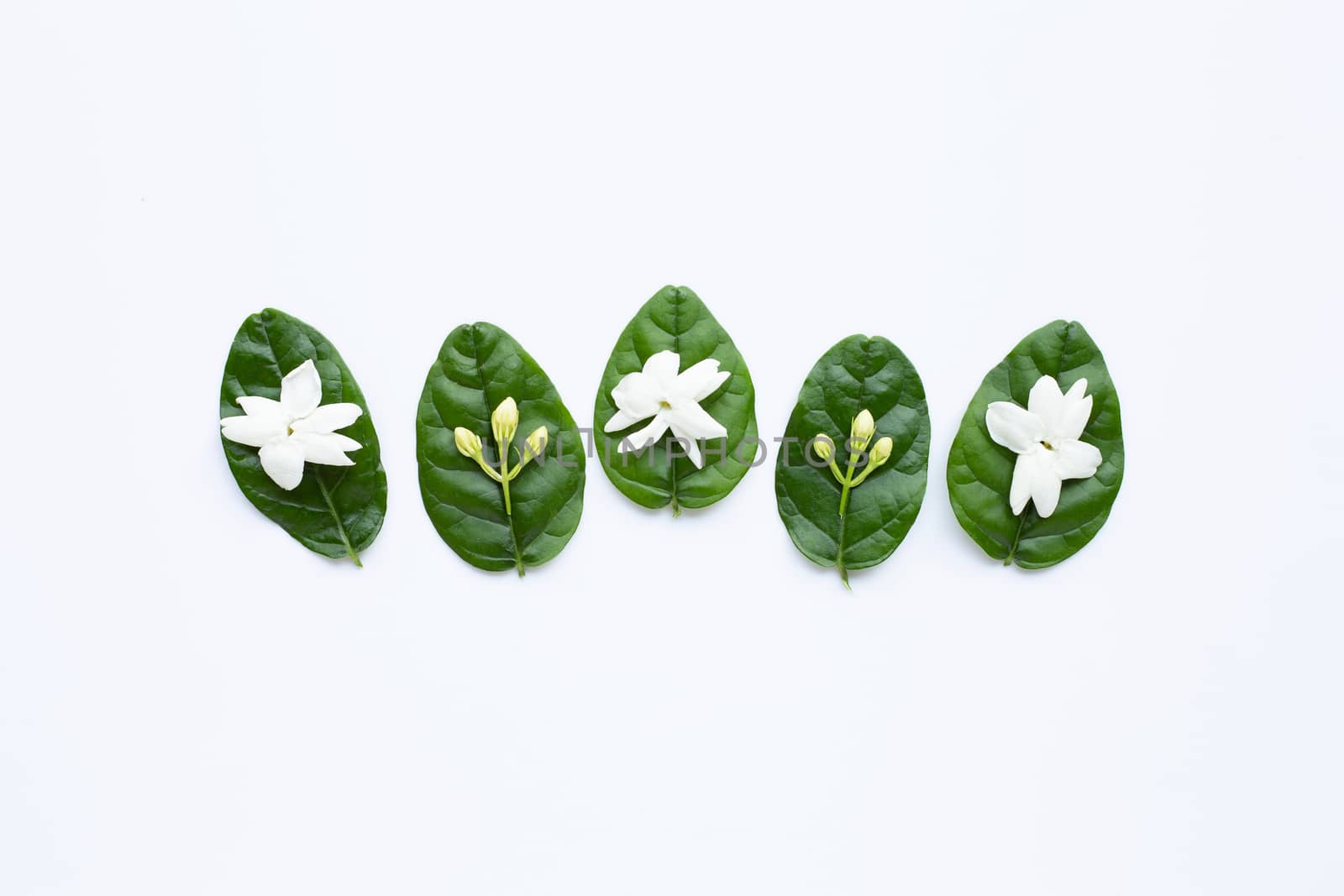 Jasmine flower with leaves on whitebackground.