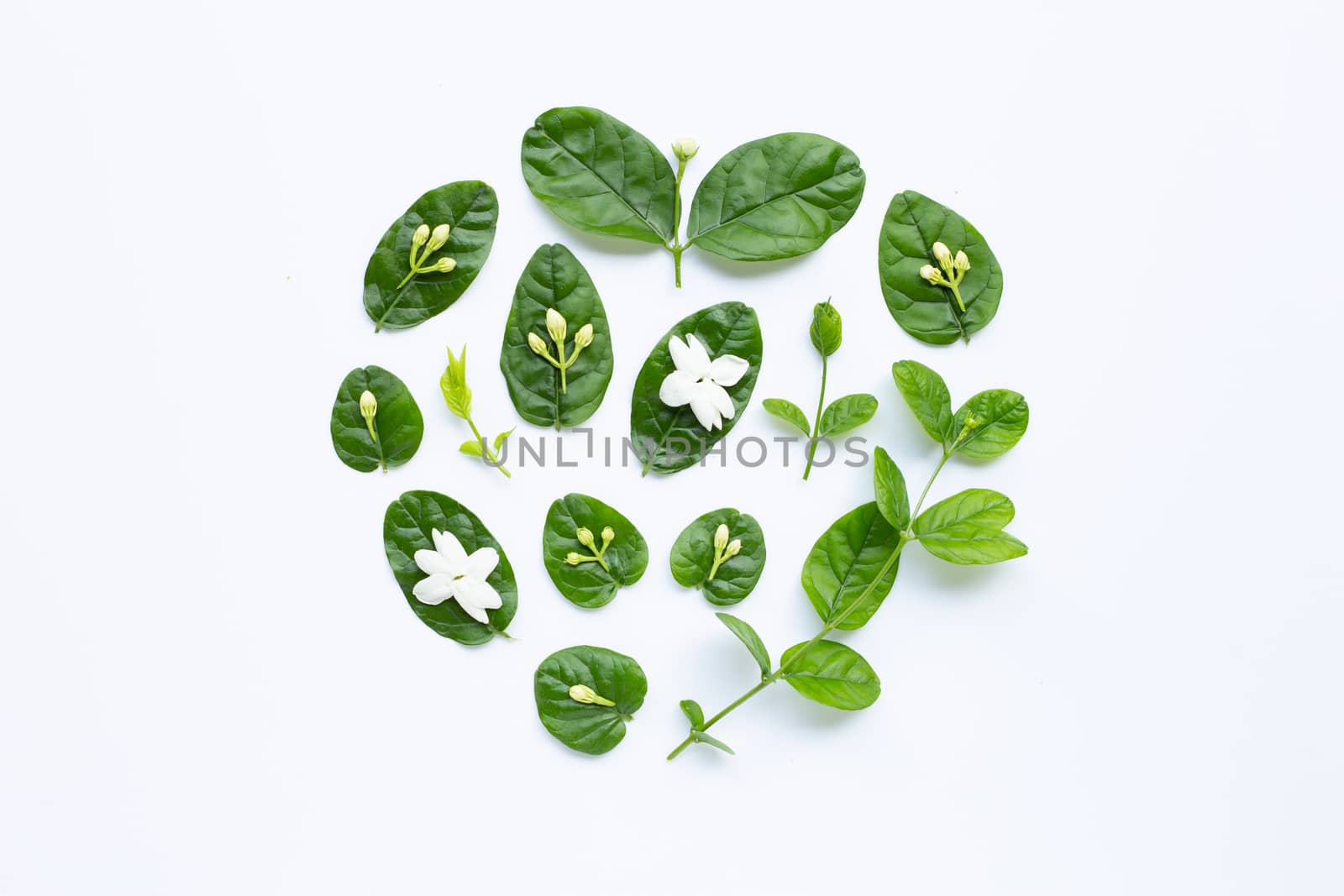 Jasmine flower and leaves on white background.