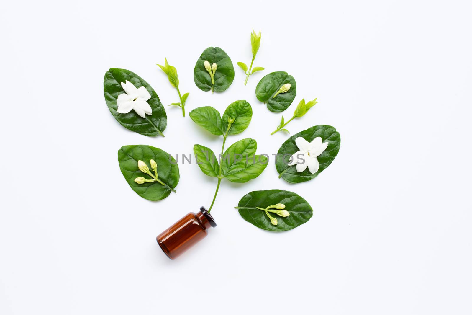 Bottle of essential oil with jasmine flower and leaves on white background.