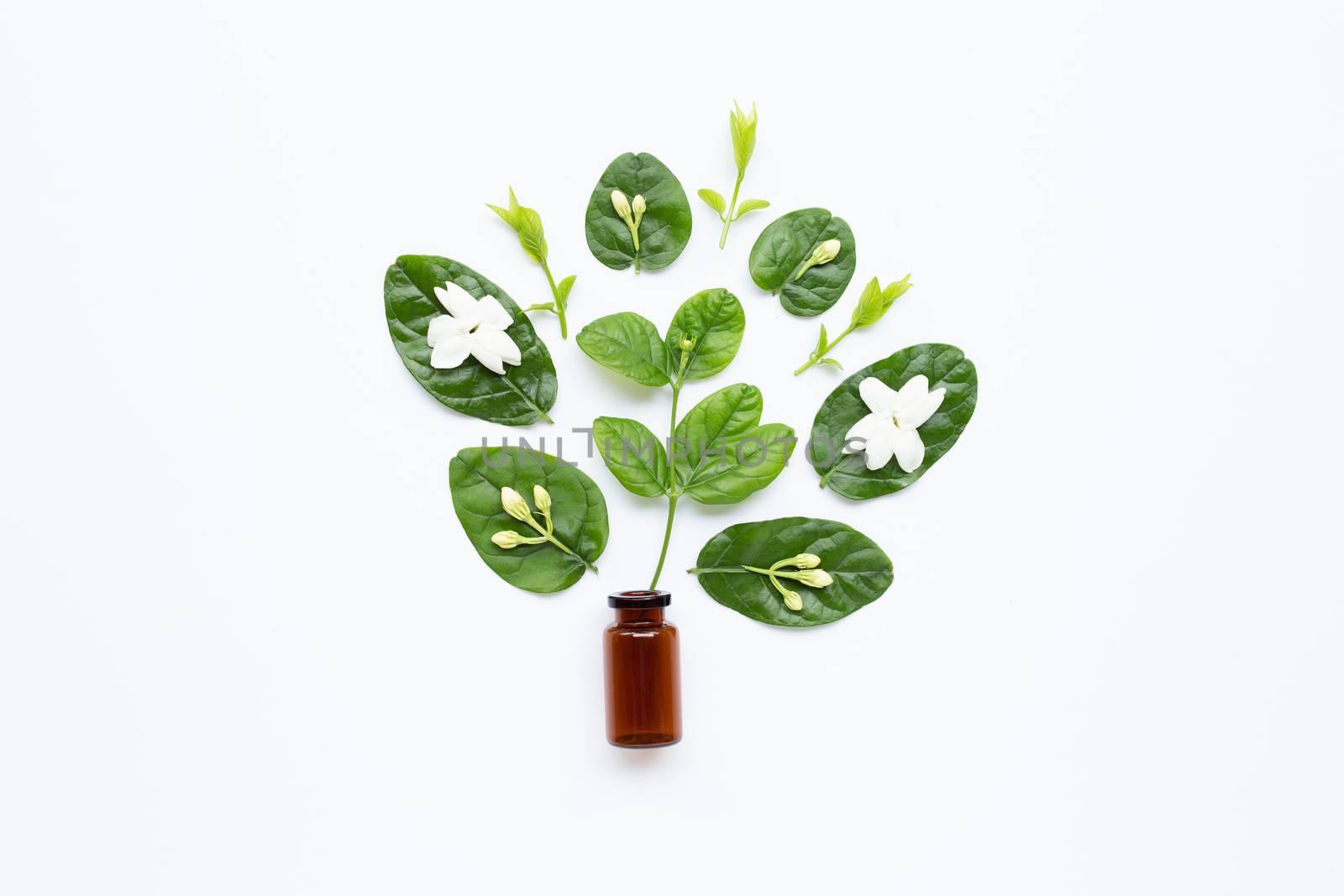 Bottle of essential oil with jasmine flower and leaves on white background.