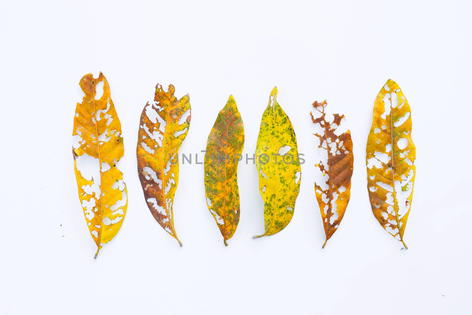 Dry Leaves with holes, eaten by pests on white background