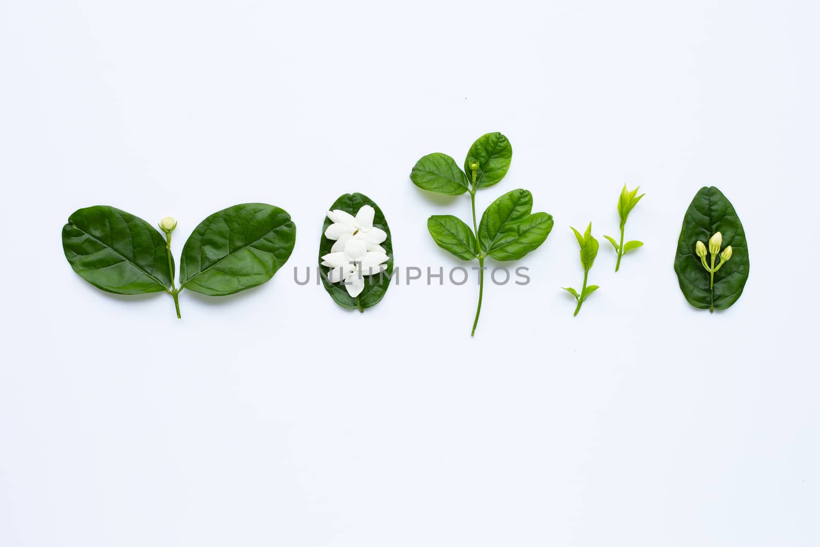 Jasmine flower and leaves on white background.