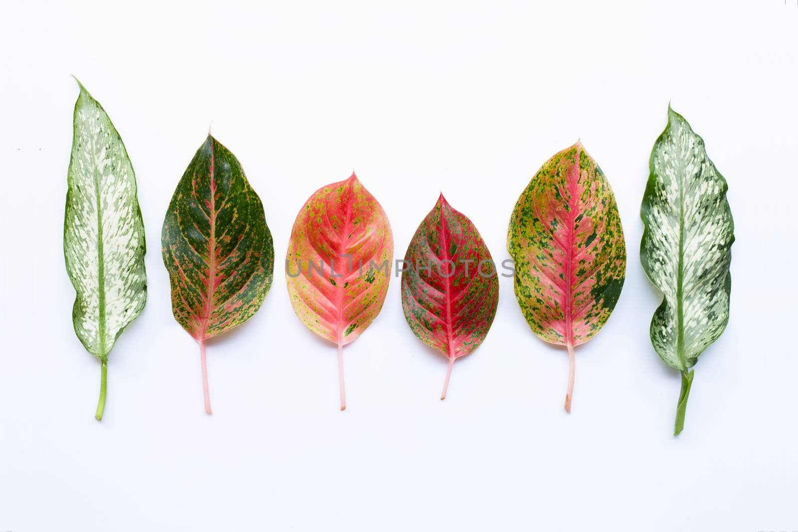 Colorful Aglaonema leaves Isolated on white background