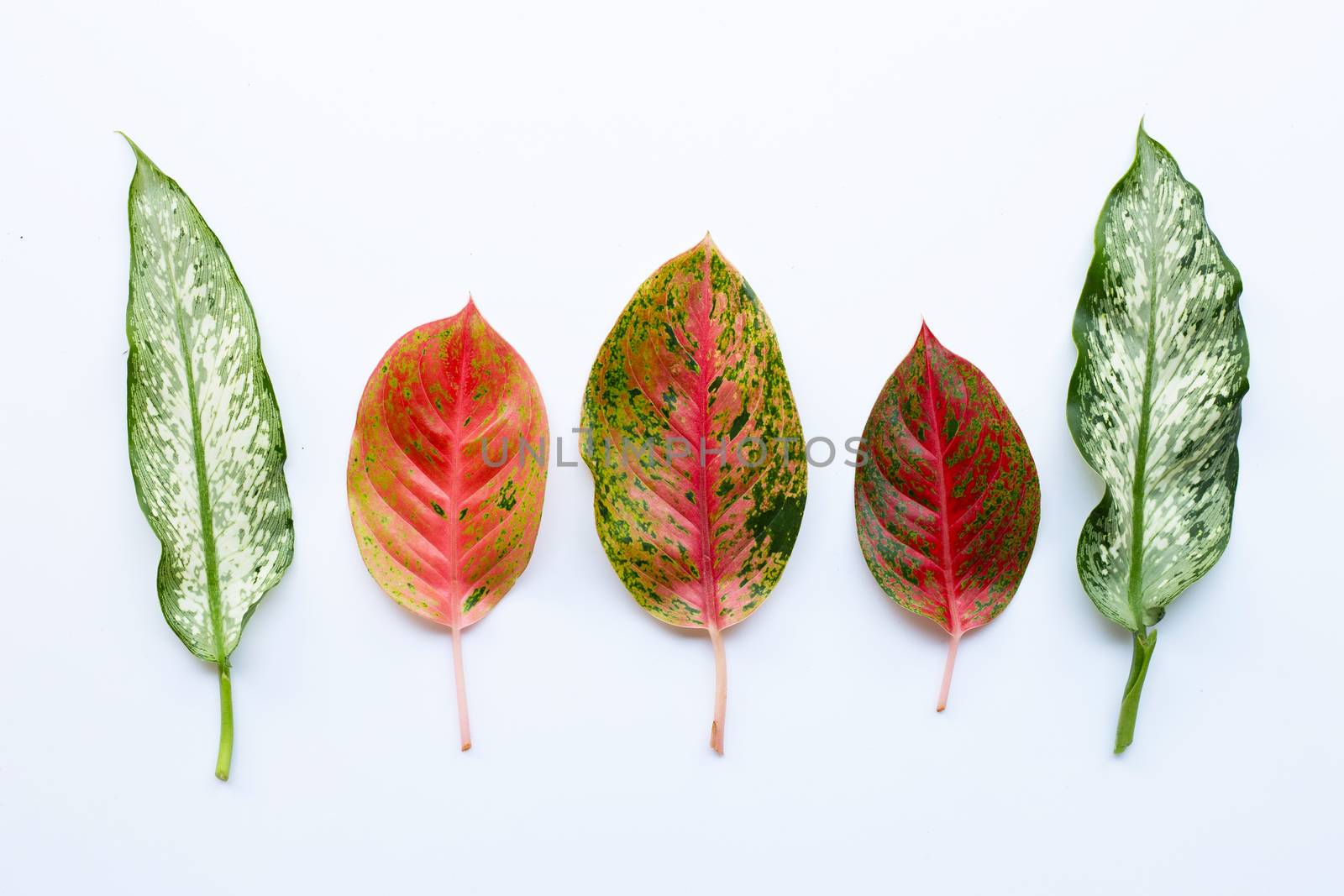 Colorful Aglaonema leaves Isolated on white background
