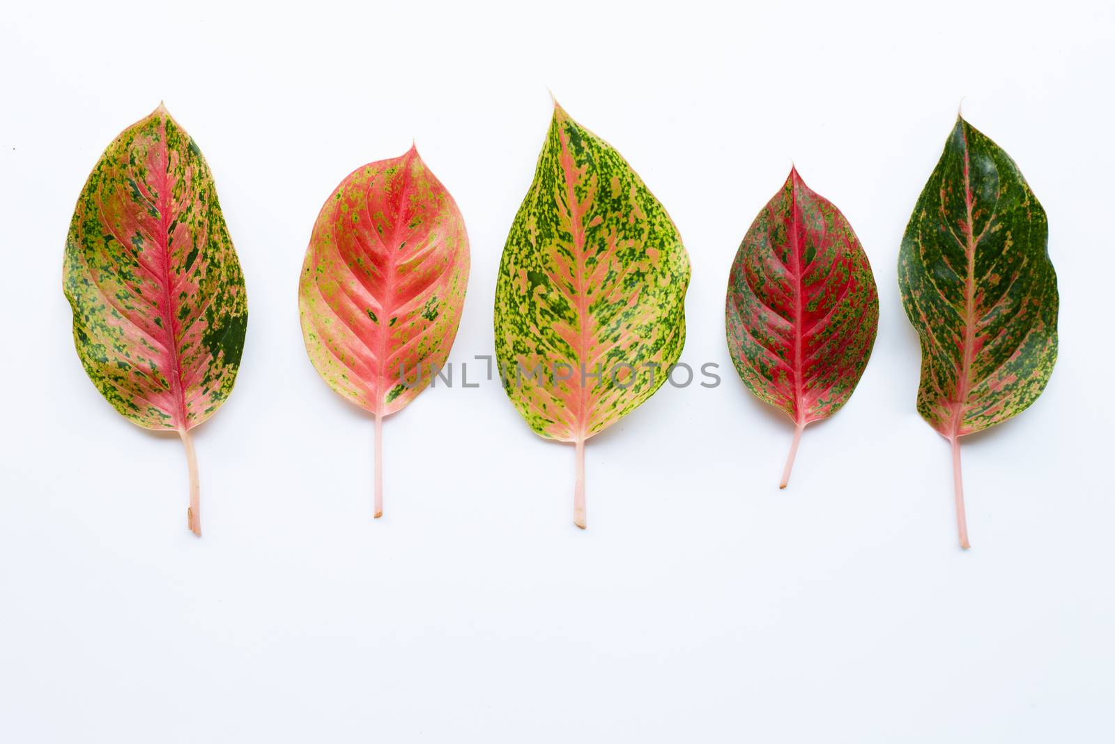 Colorful Aglaonema leaves Isolated on white background