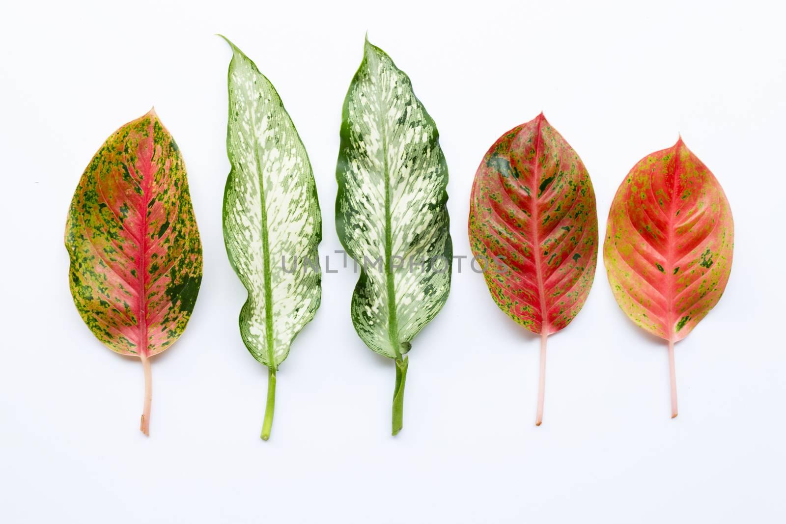 Colorful Aglaonema leaves Isolated on white background