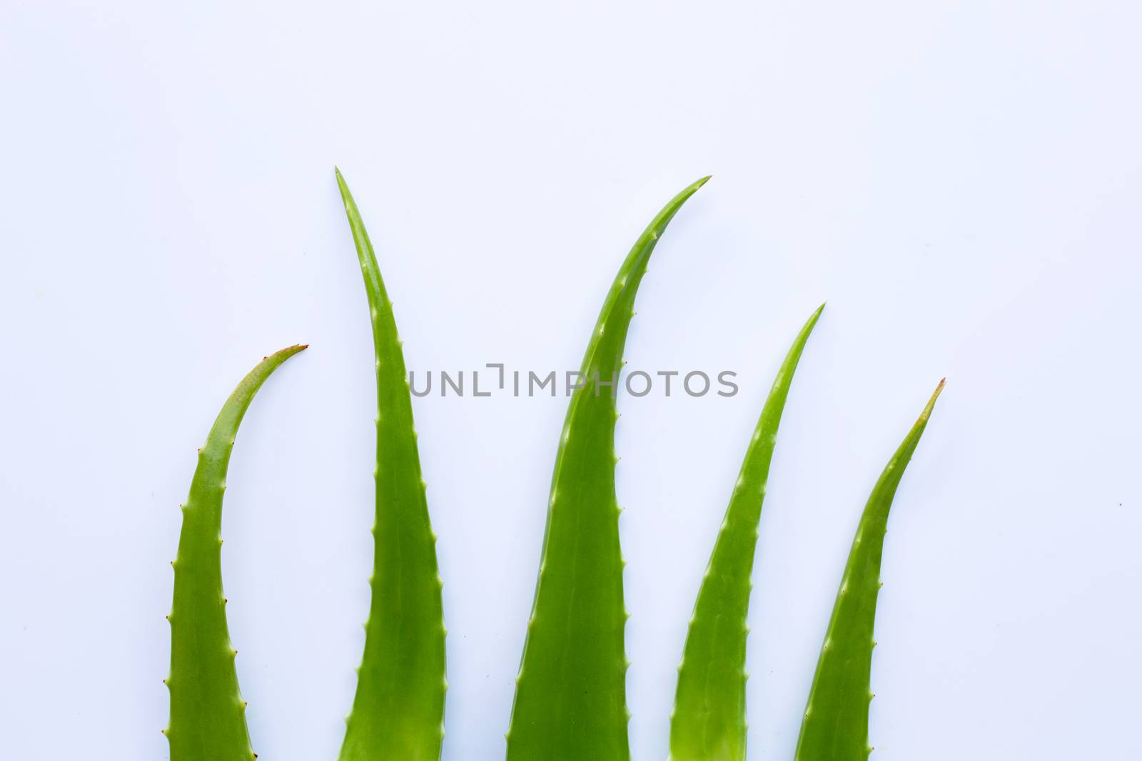 Aloe vera is a popular medicinal plant for health and beauty, on over white background.