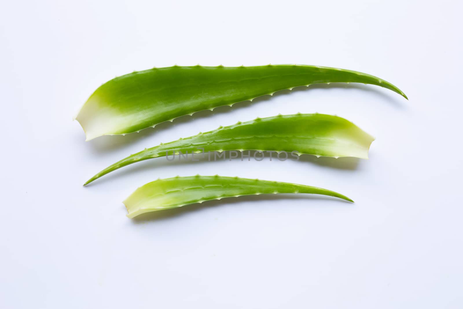 Aloe vera leaves on white background.