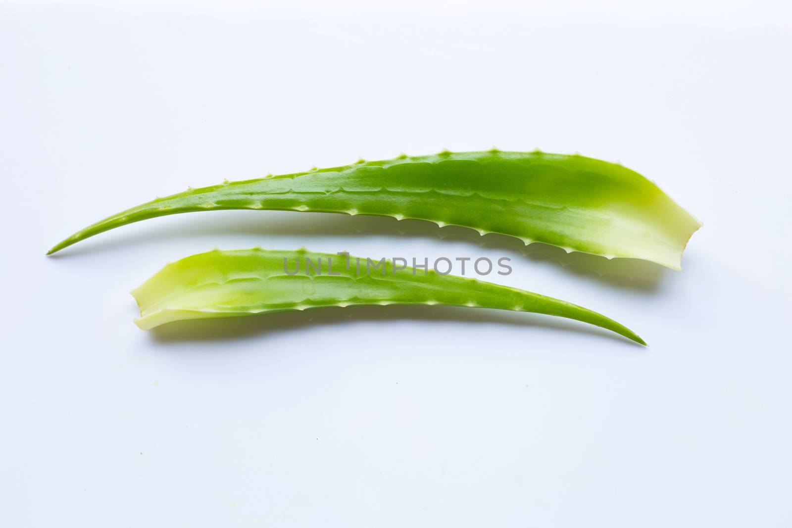 Aloe vera on white background.