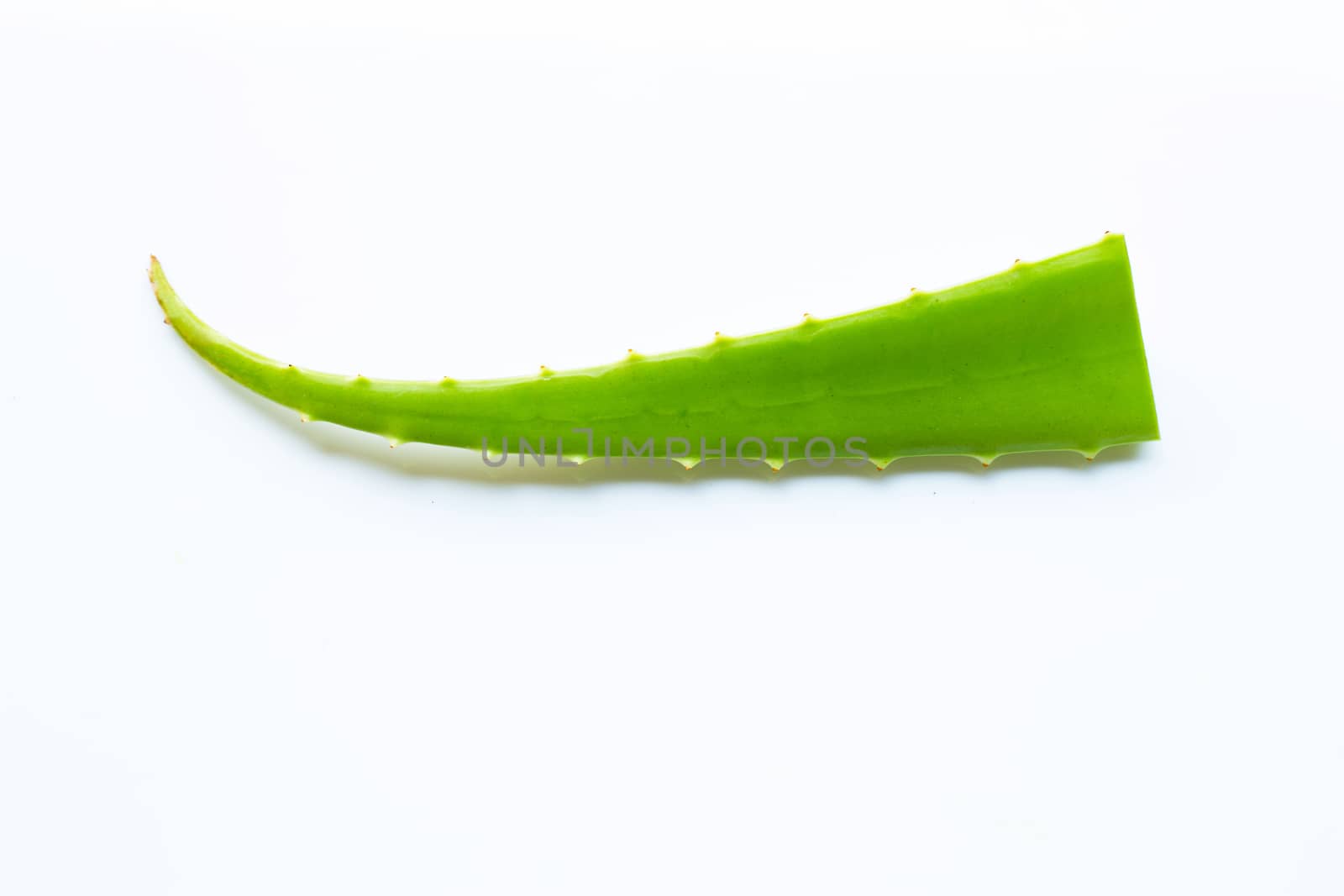 Aloe vera fresh leaf on white background.