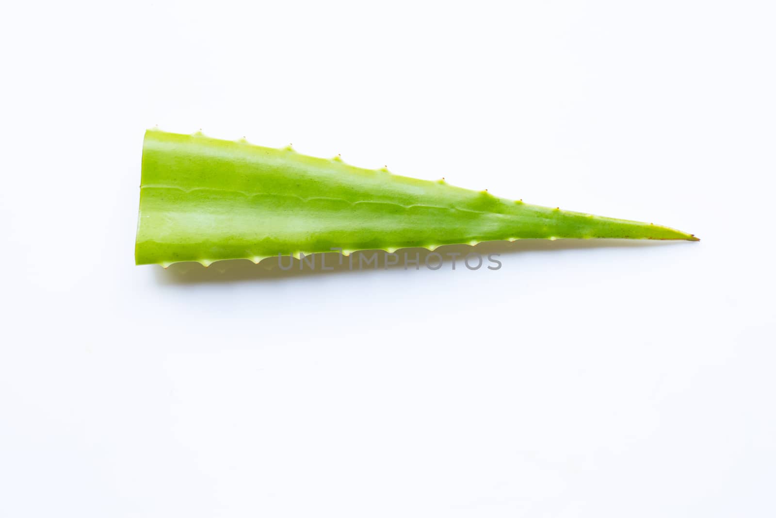 Aloe vera fresh leaf on white background.