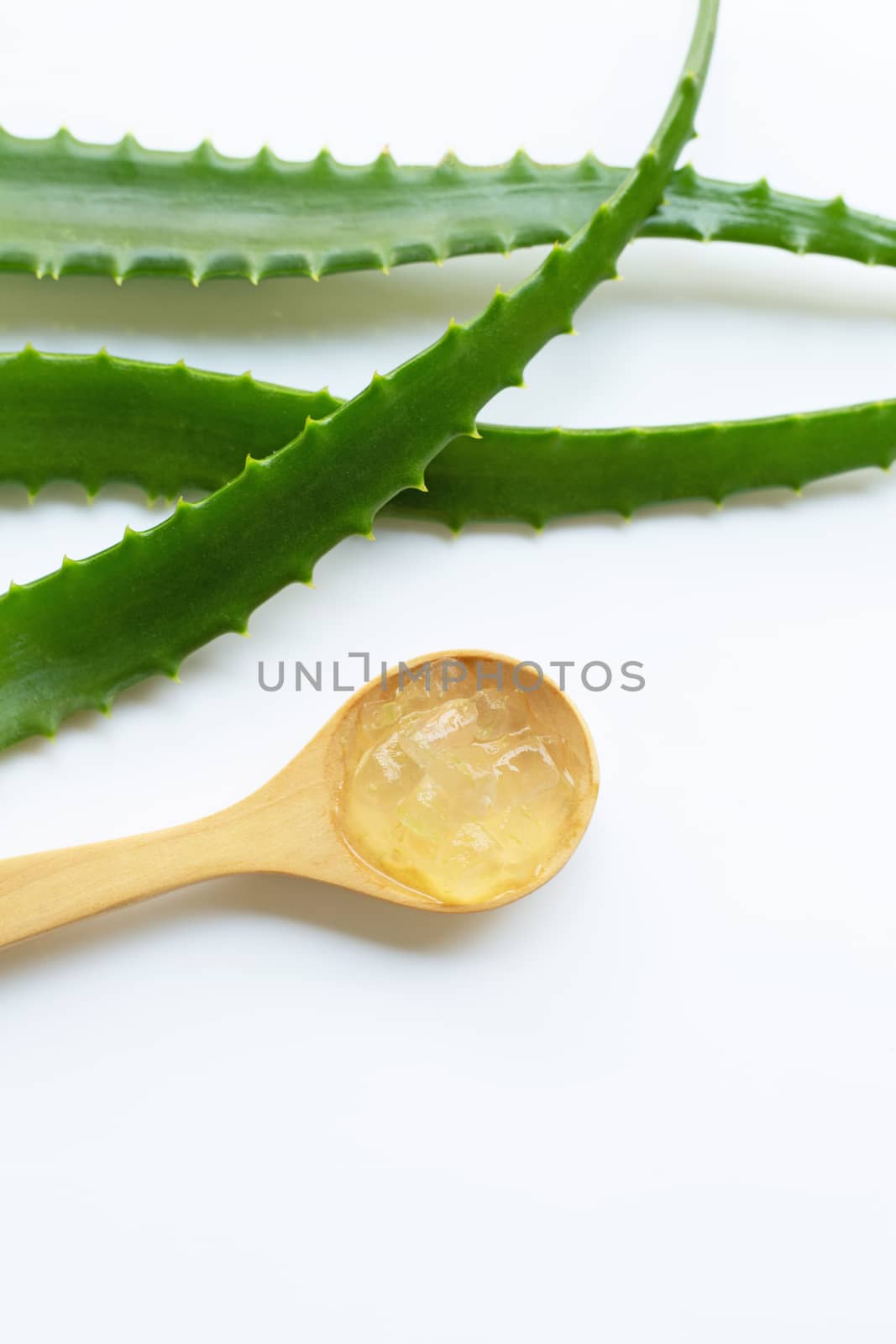 Aloe vera is a popular medicinal plant for health and beauty, wh by Bowonpat