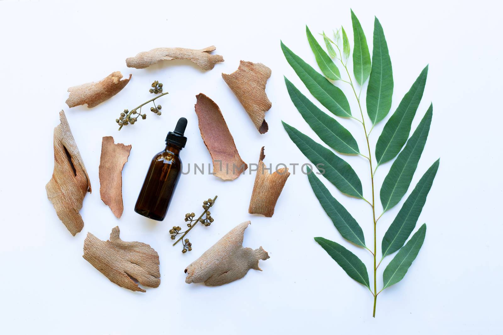 Dry eucalyptus bark , seeds with essential oil and  branch with leaves