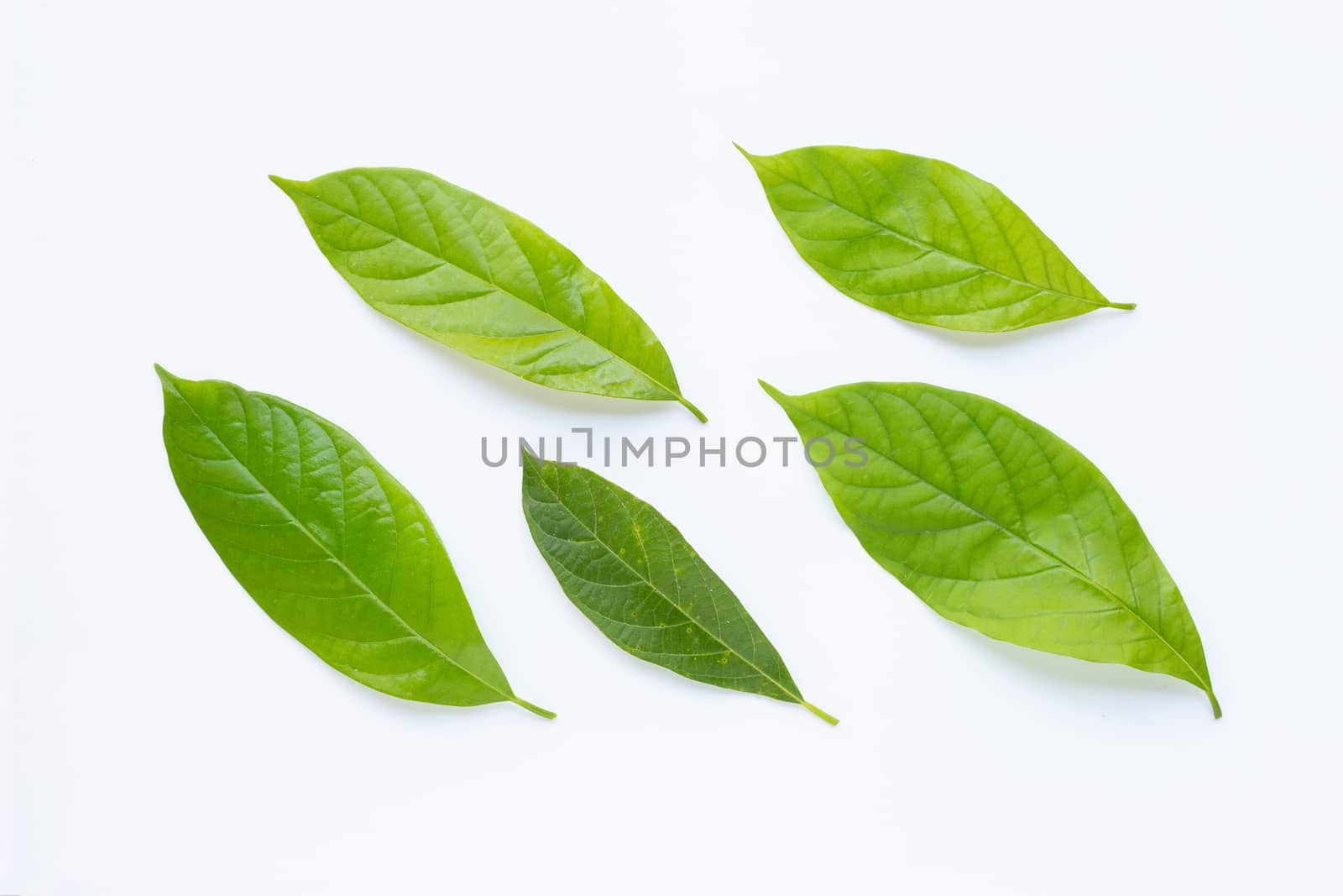 Avocado leaves on white background.