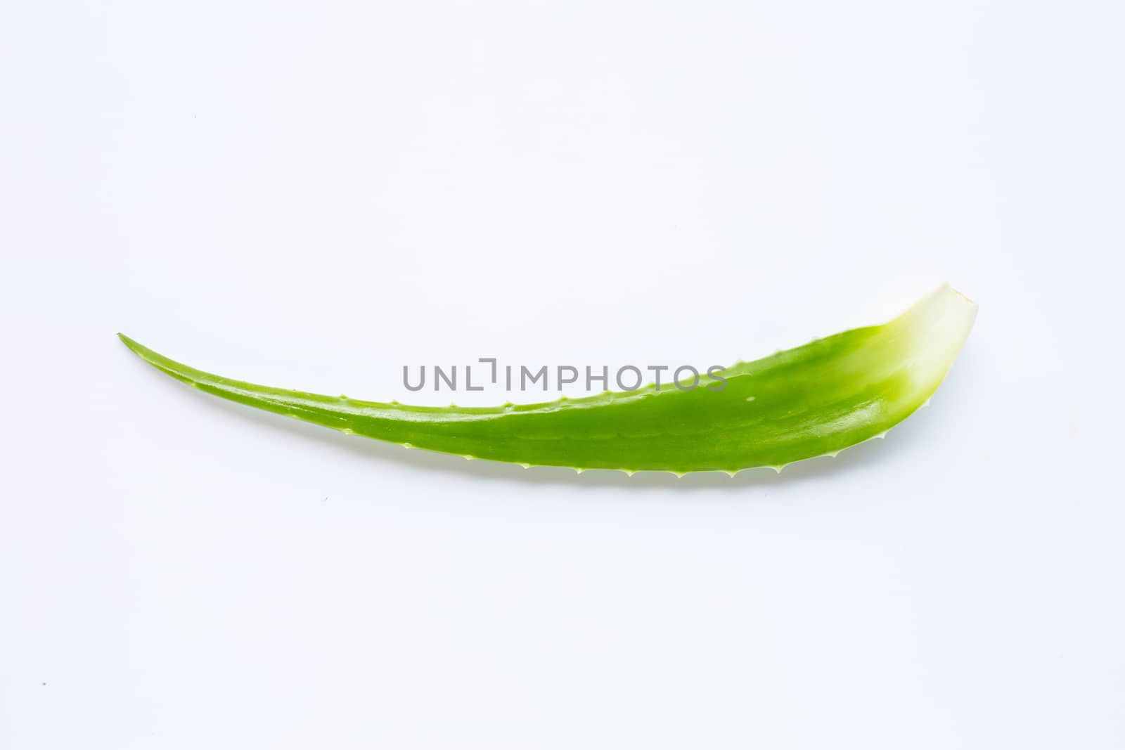 Aloe vera is a popular medicinal plant for health and beauty, on white background.