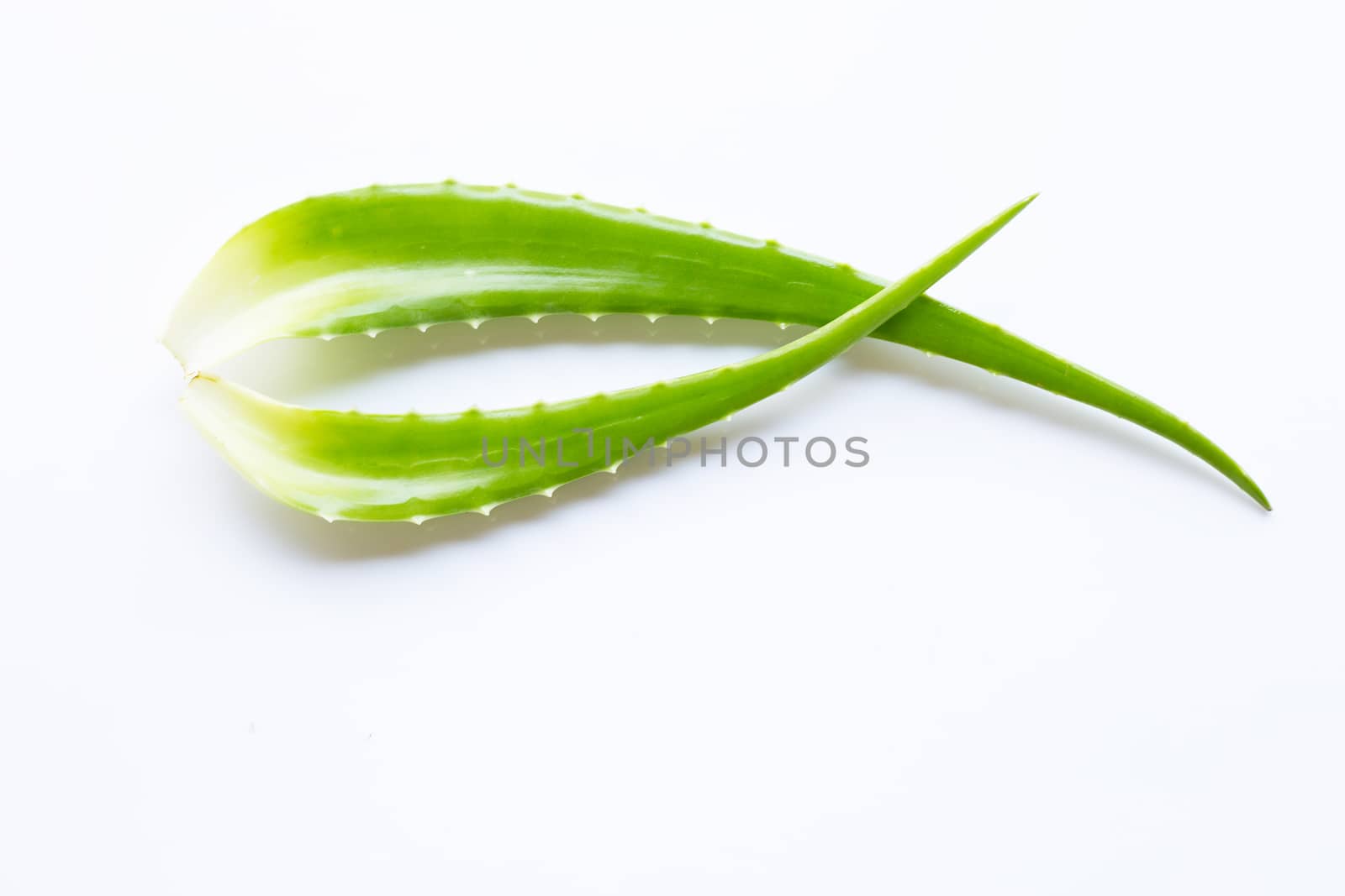 Aloe vera is a popular medicinal plant for health and beauty, on white background.