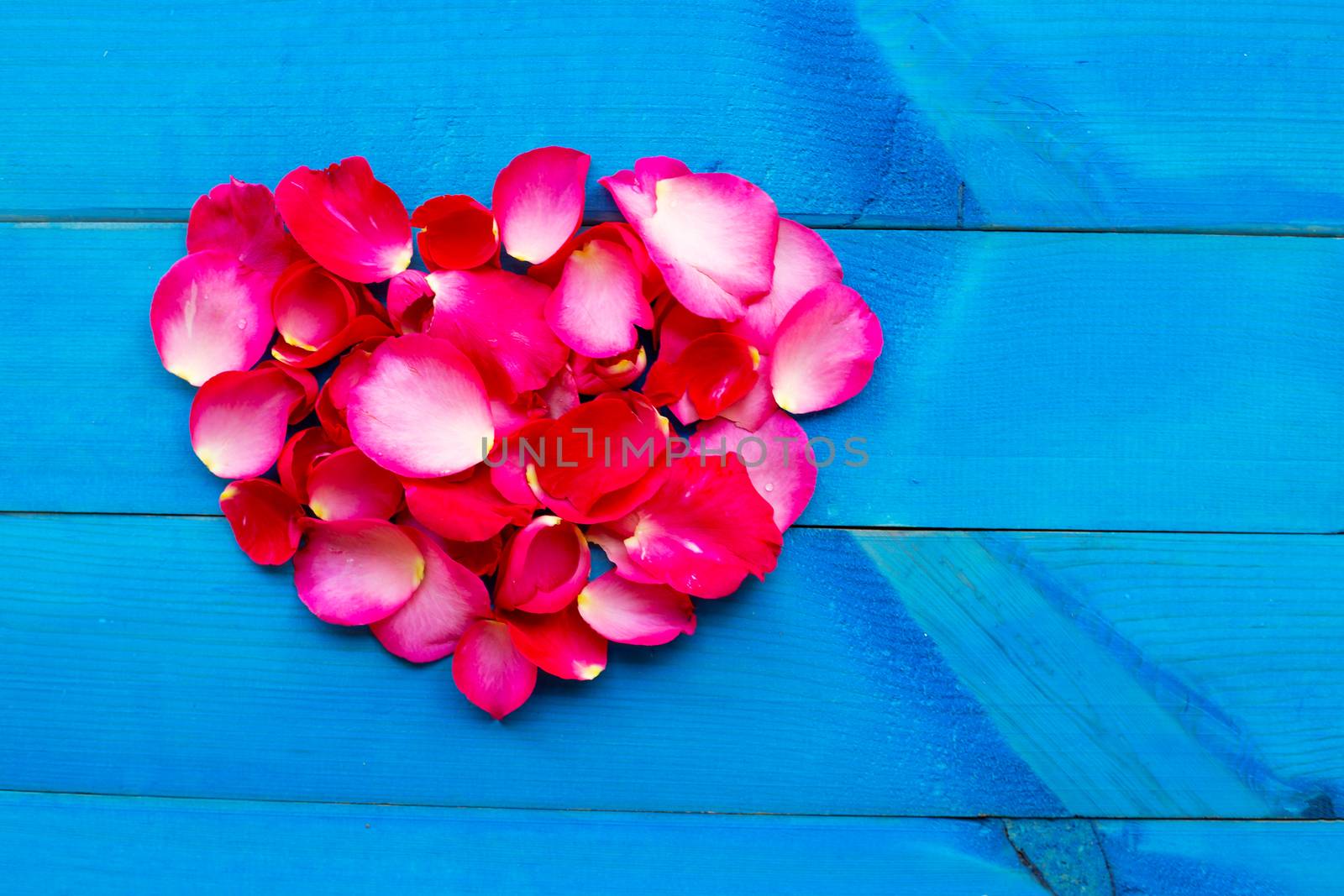 Rose petals heart shape on blue wooden background.