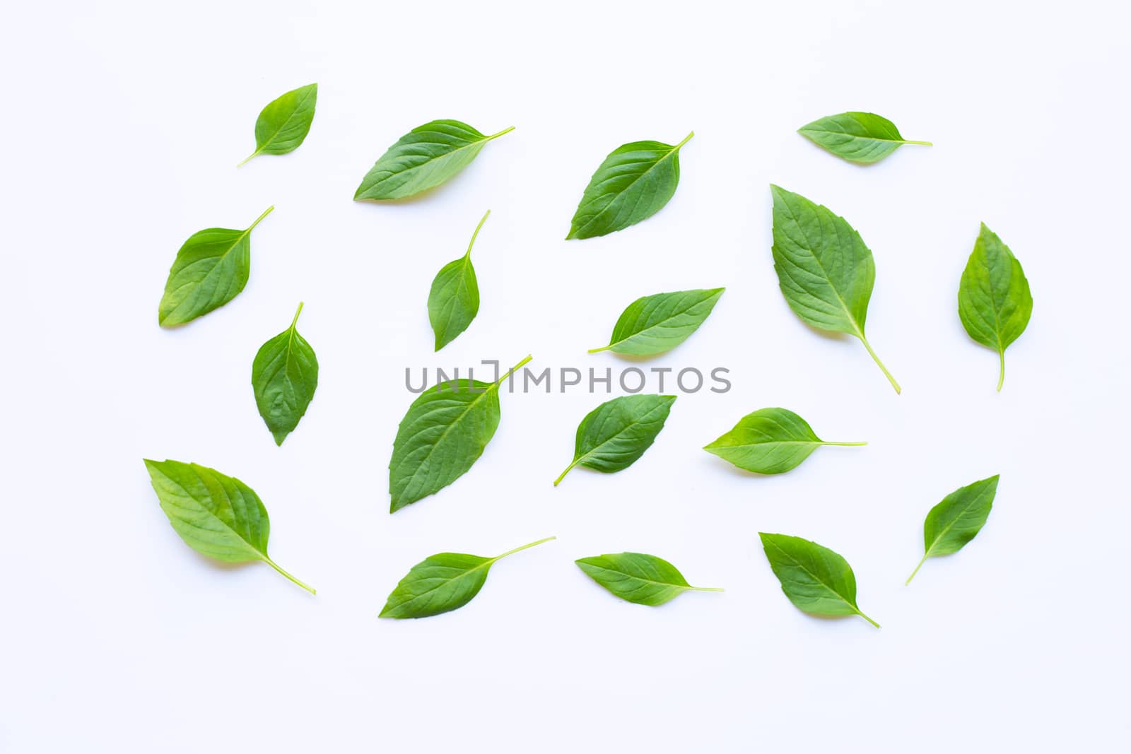 Sweet Basil leaves on white background.