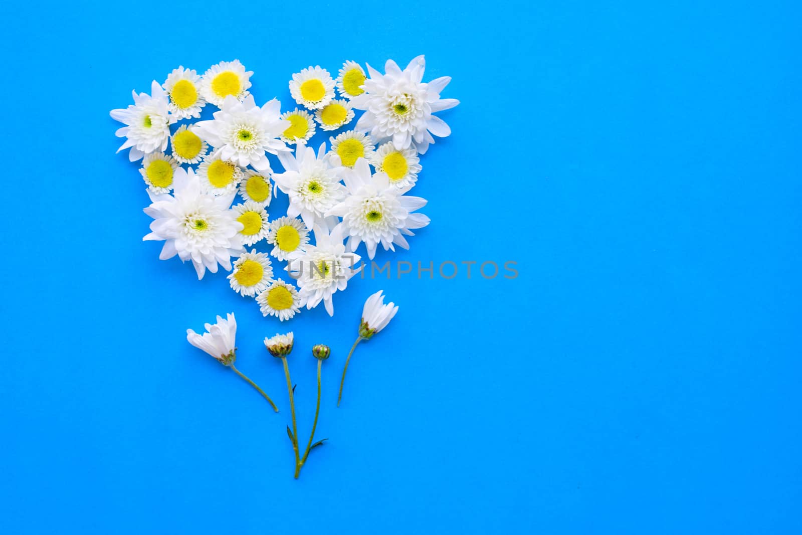 Composition of white yellow flowers. Chrysanthemums on blue paper background.
