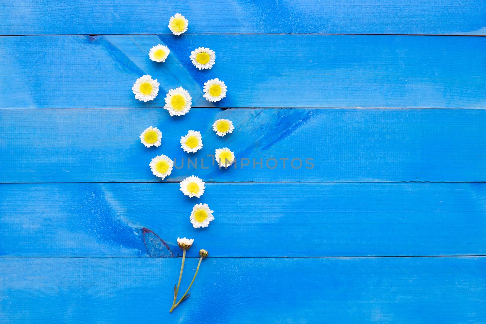 Composition of white yellow flowers. Chrysanthemums on blue wooden background