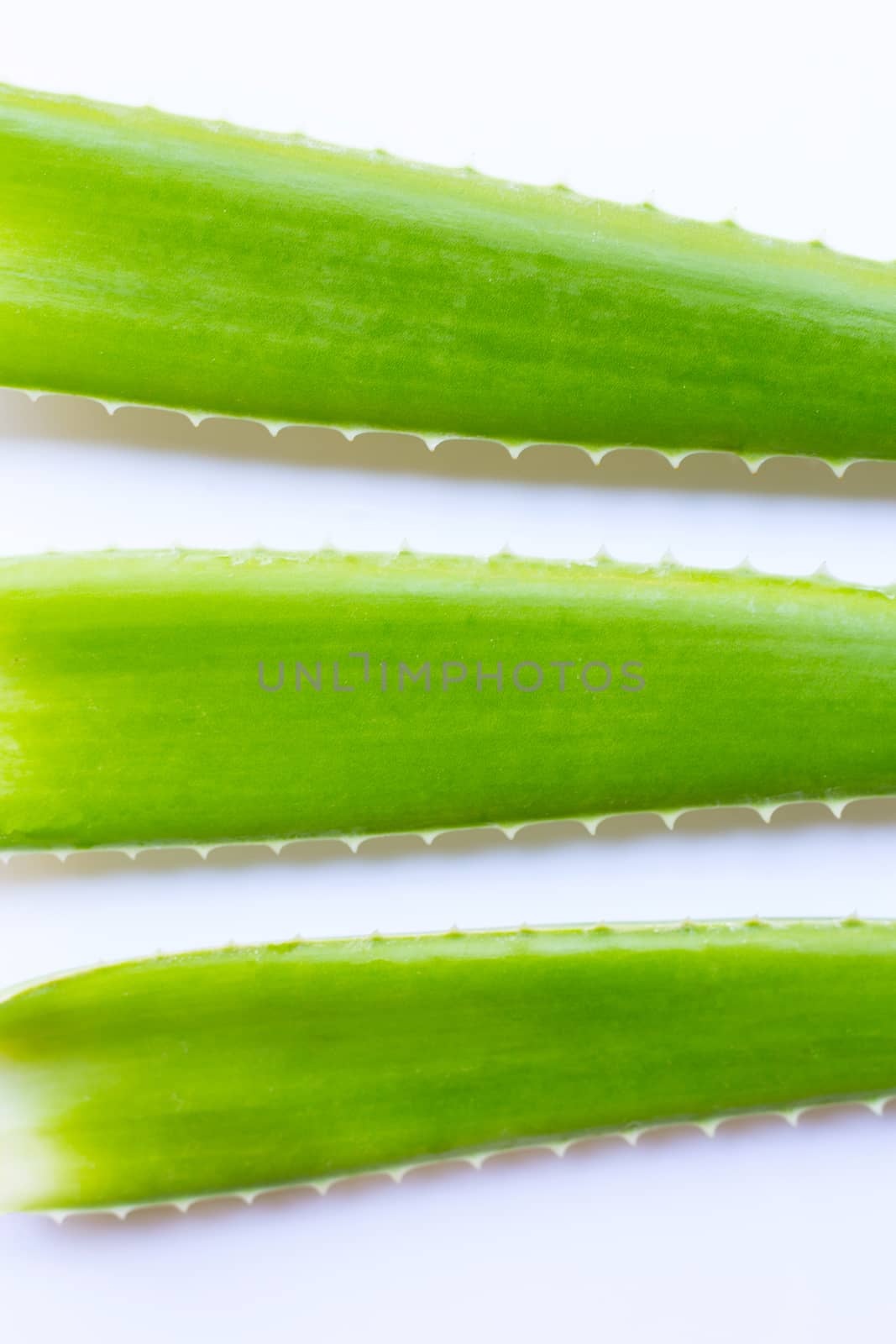 Aloe vera fresh leaves on white background.