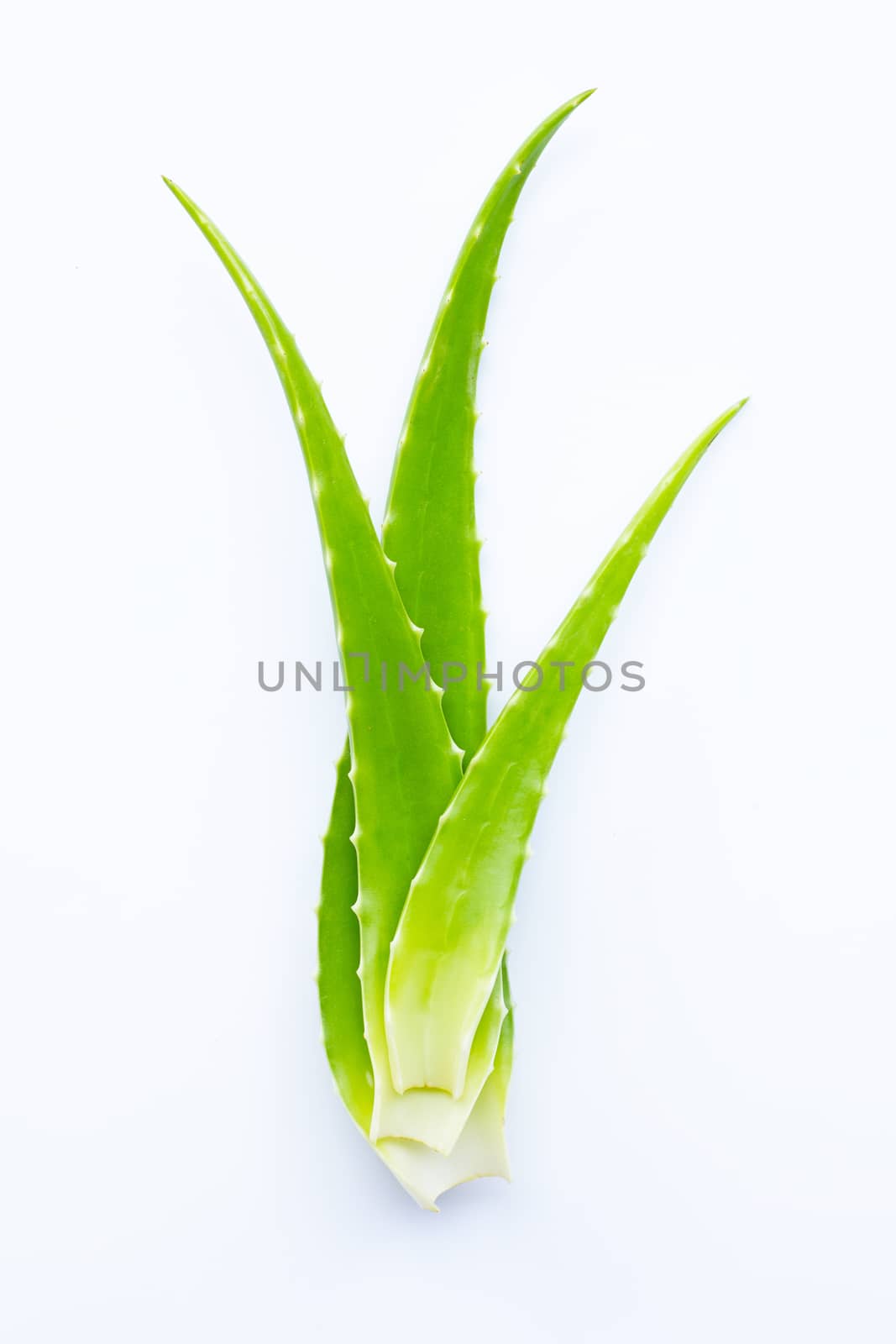 Aloe vera fresh leaves on white  by Bowonpat
