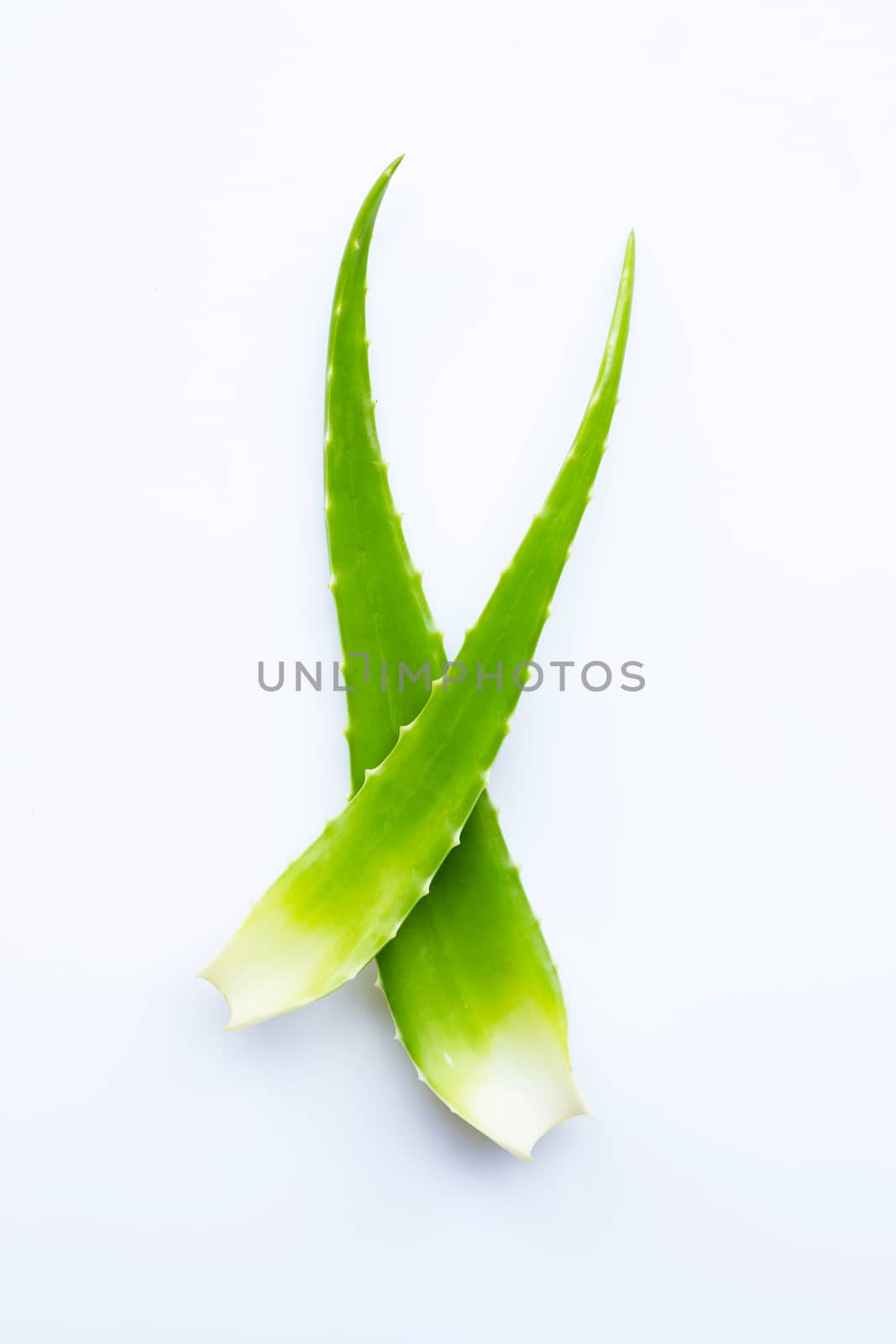 Aloe vera fresh leaves on white background. by Bowonpat