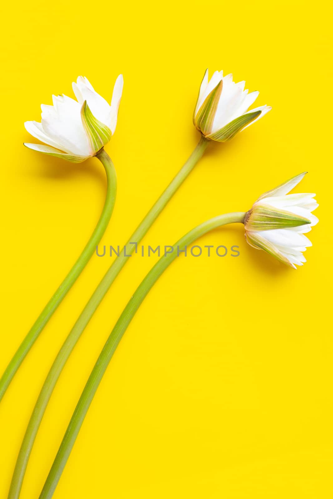 Blooming lotus fower on yellow white background. Top view