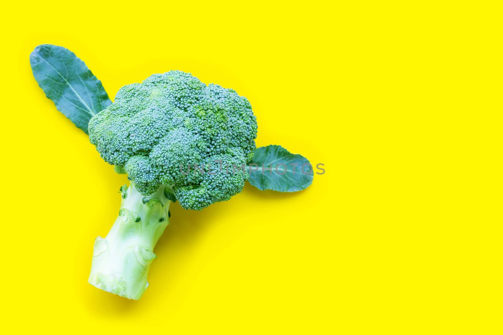 Fresh broccoli isolated on yellow background. Copy space