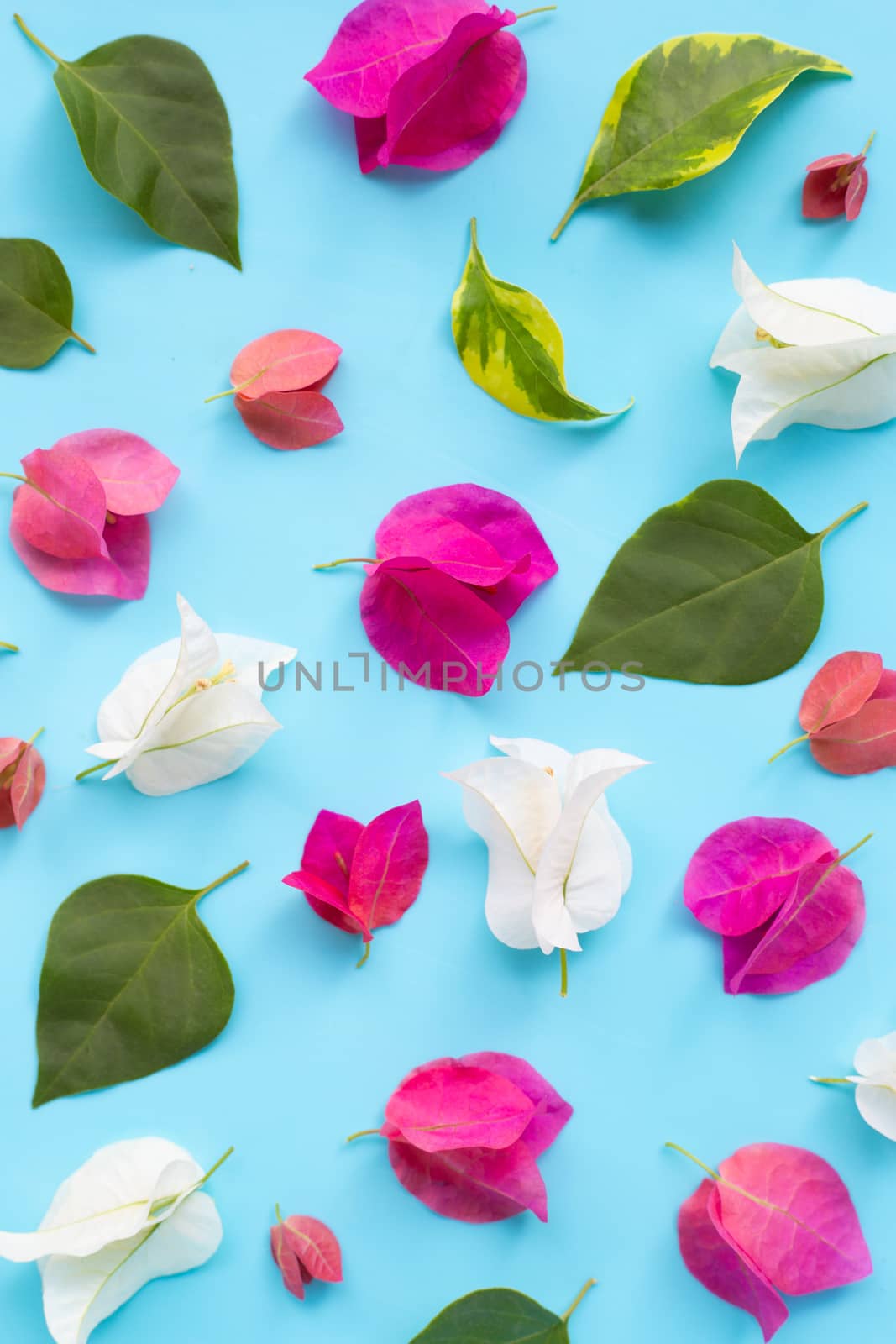 Beautiful red and white bougainvillea flower on blue background. Top view