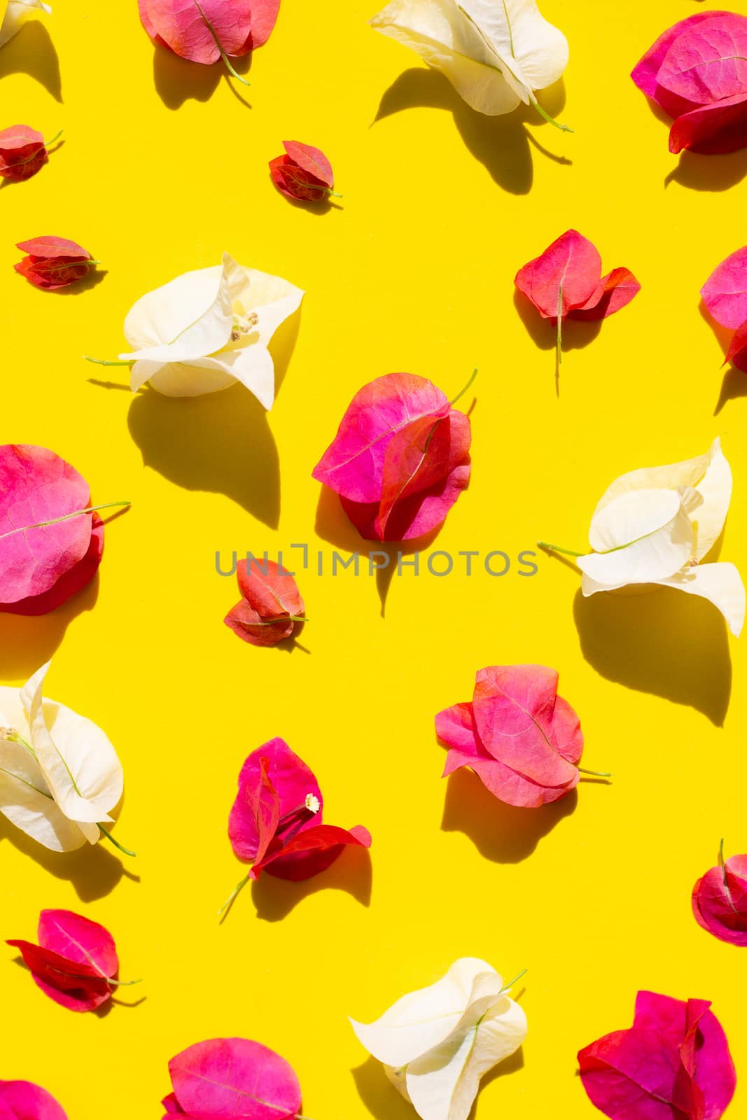 Beautiful red and white bougainvillea flower on yellow backgroun by Bowonpat
