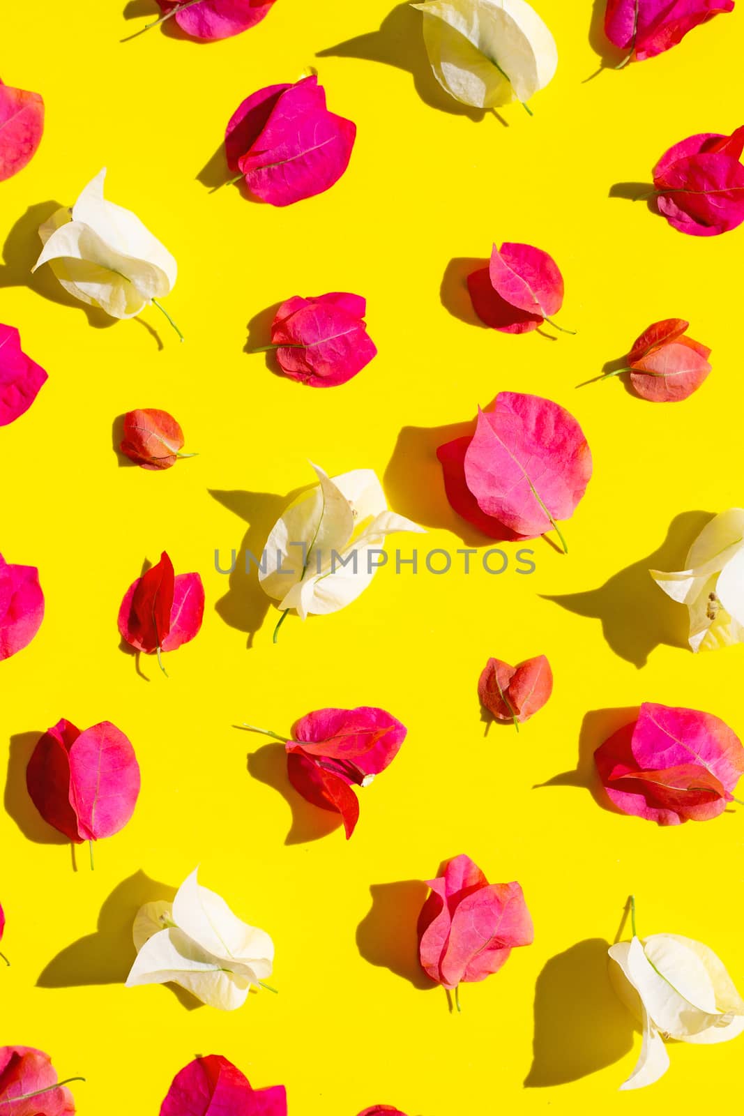 Beautiful red and white bougainvillea flower on yellow background. Top view